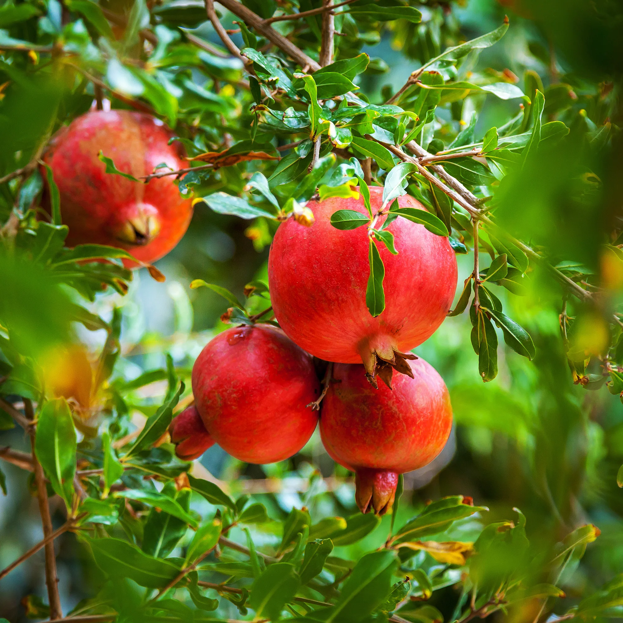 Granaatappelboom - Image 3
