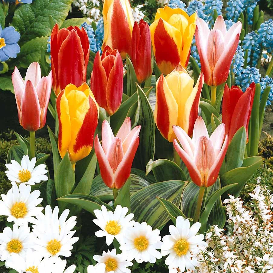 Greigii Tulpen gemengd (x20) - Image 2