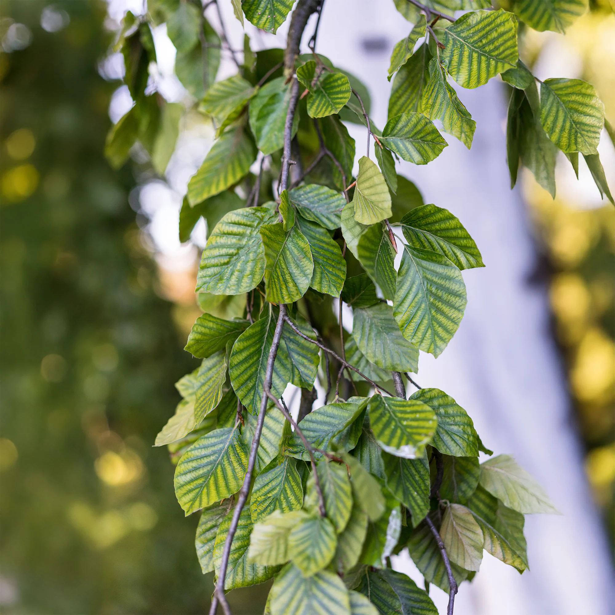 Groene treurbeuk - Image 5