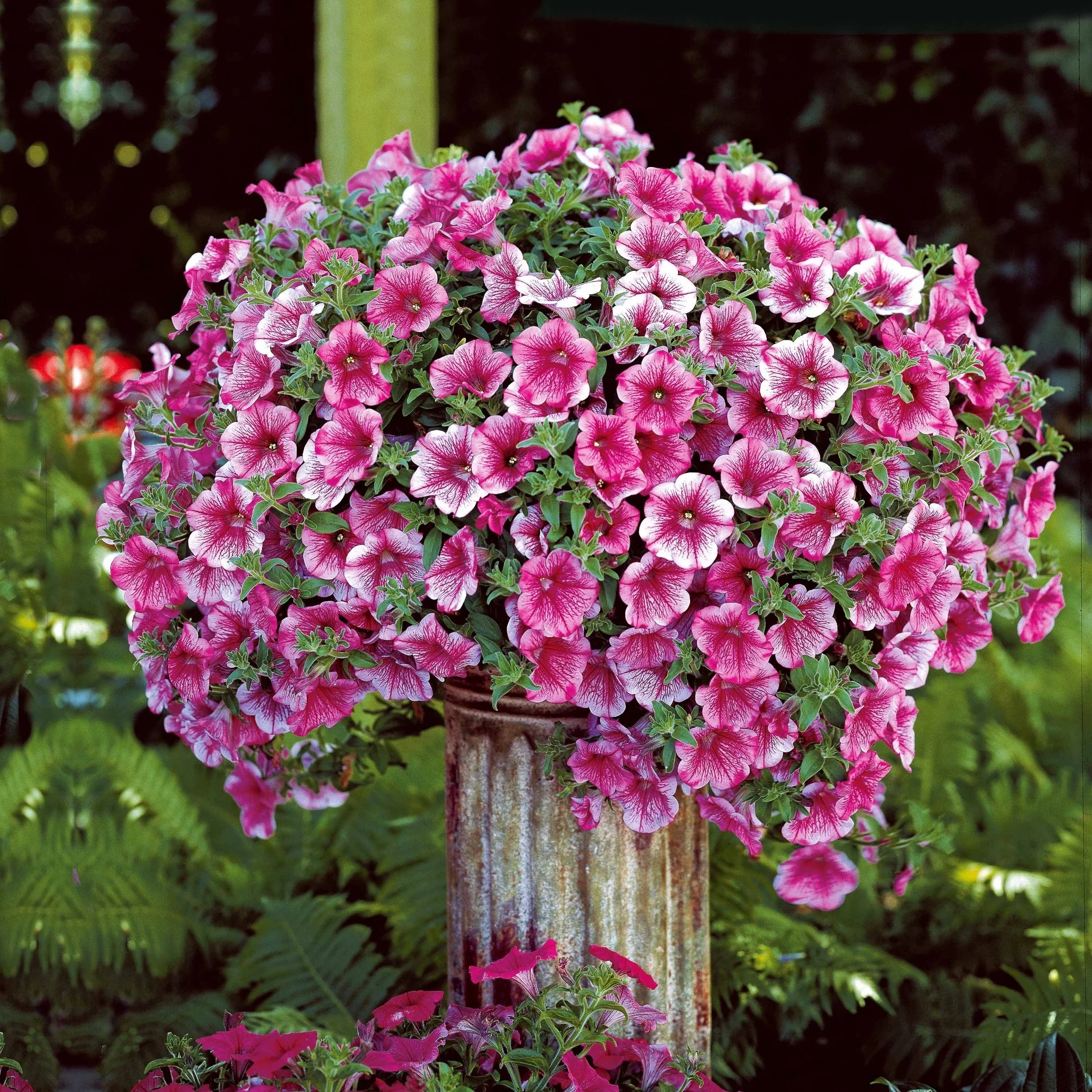 Hangpetunia - roze (x3)