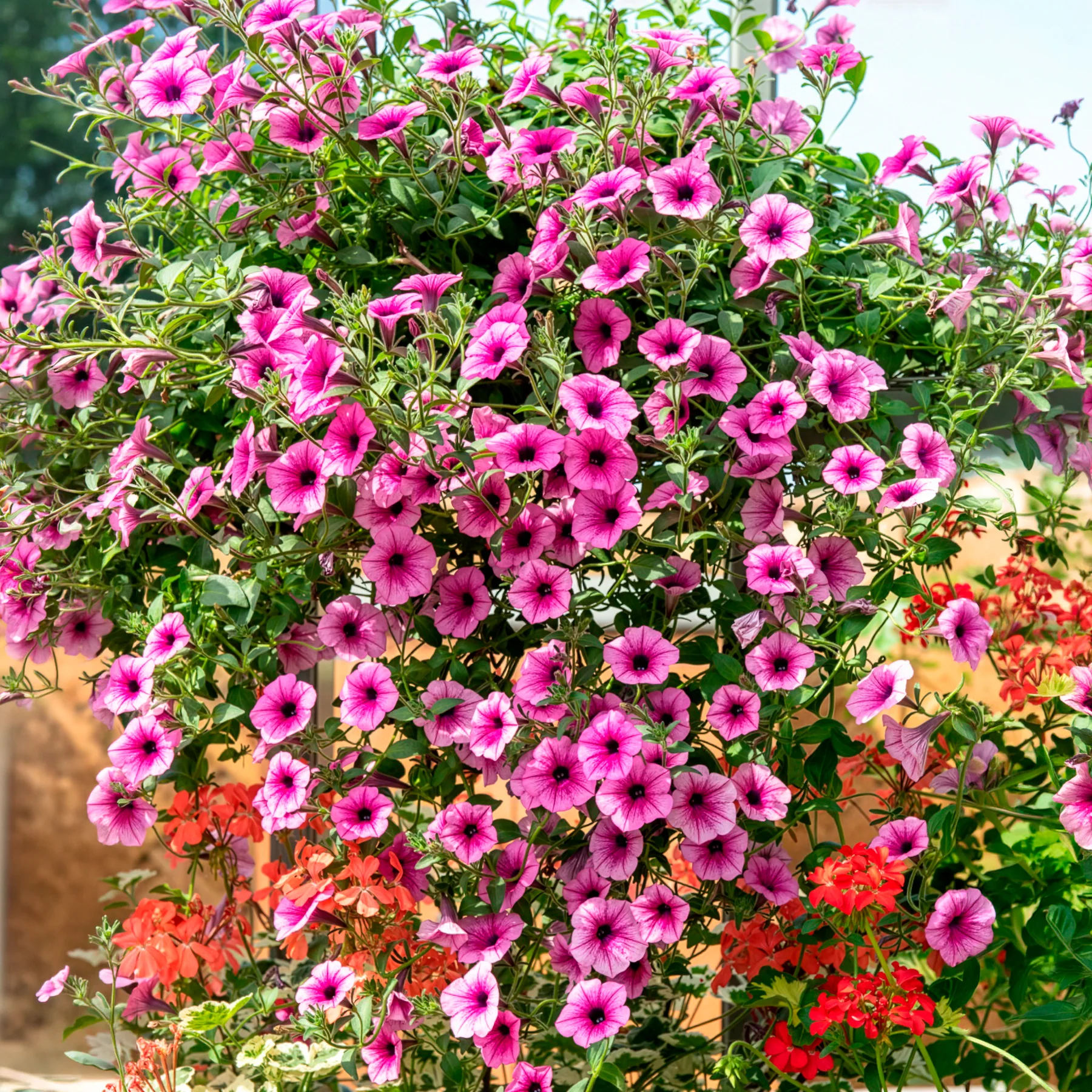 Hangpetunia - roze (x3) - Image 4