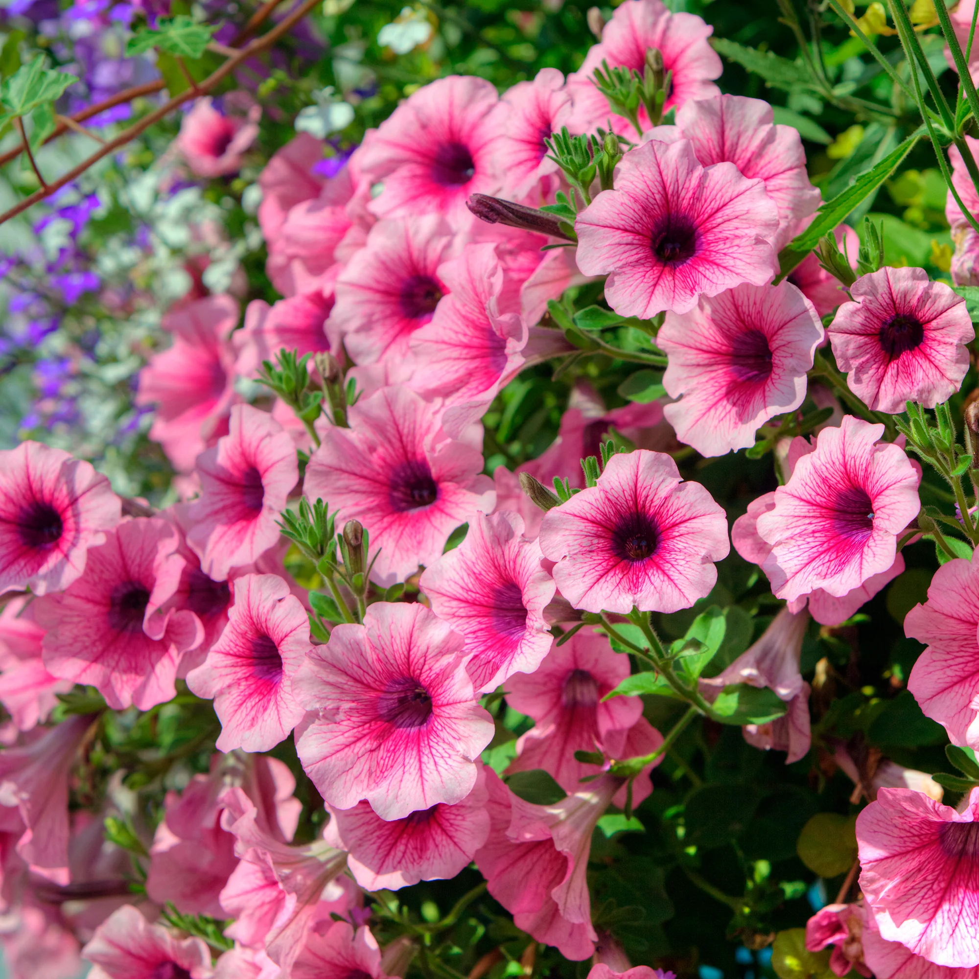 Hangpetunia - roze (x3) - Image 6