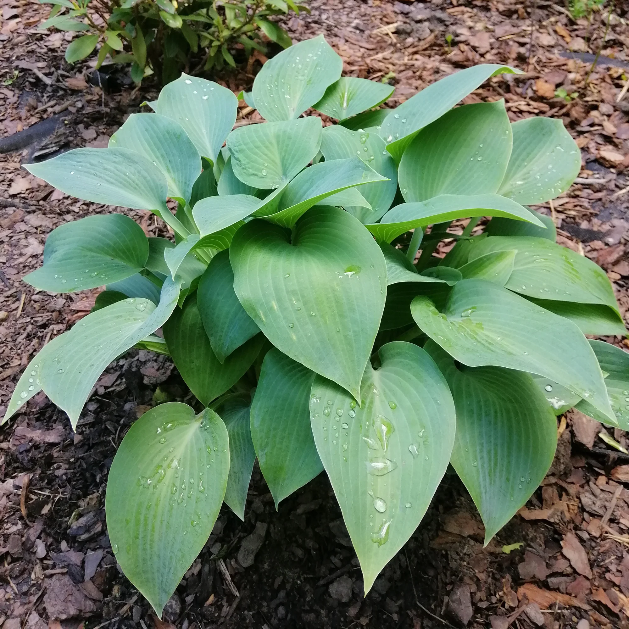 Hartlelie Canadian Blue Funkia