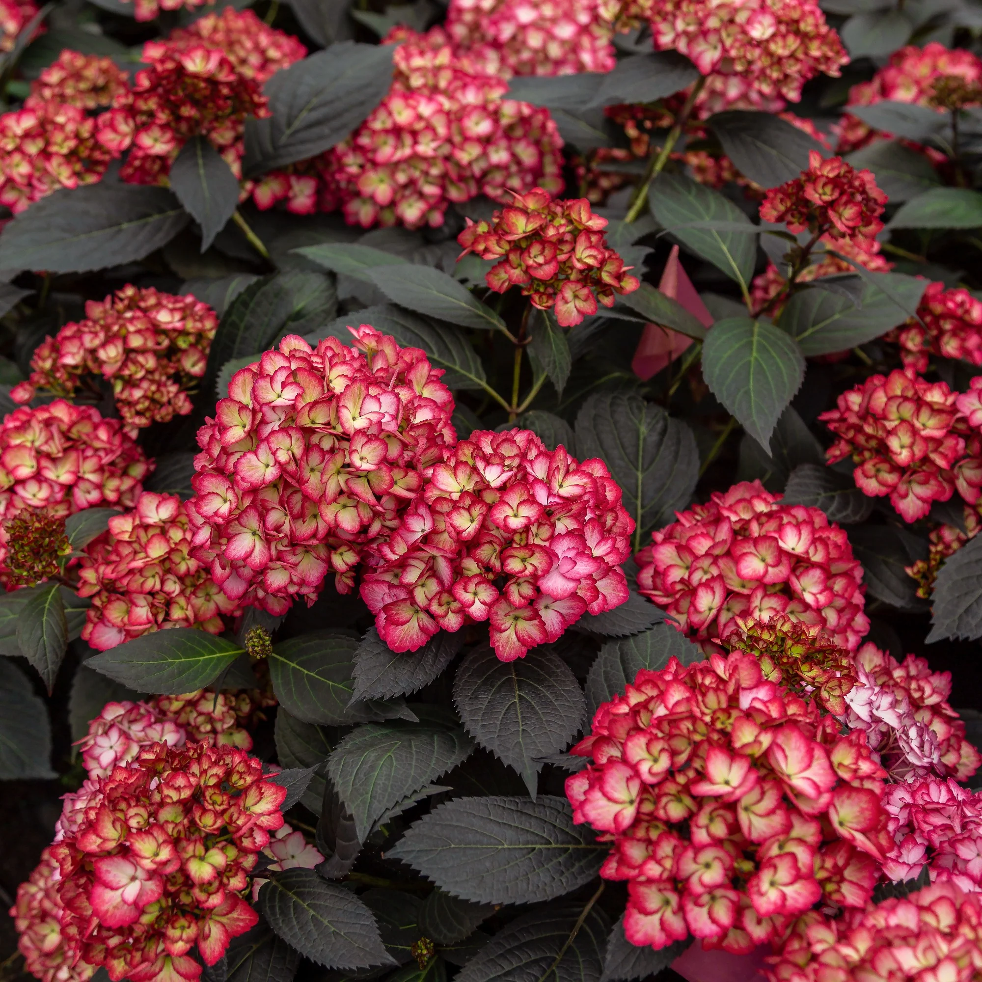 Hortensie 'Eclipse Bailmacseven' - Image 2