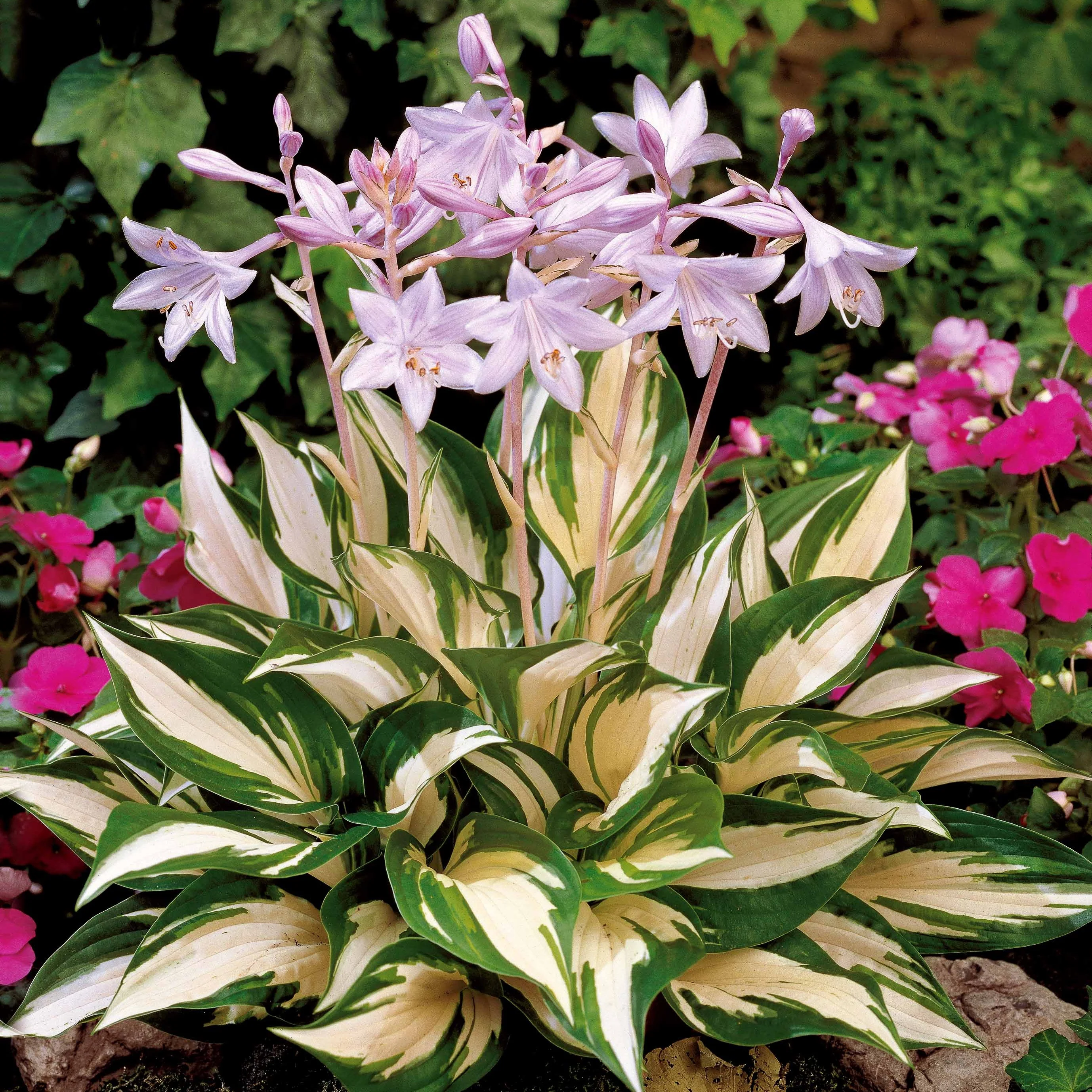 Hosta 'Fire and Ice '