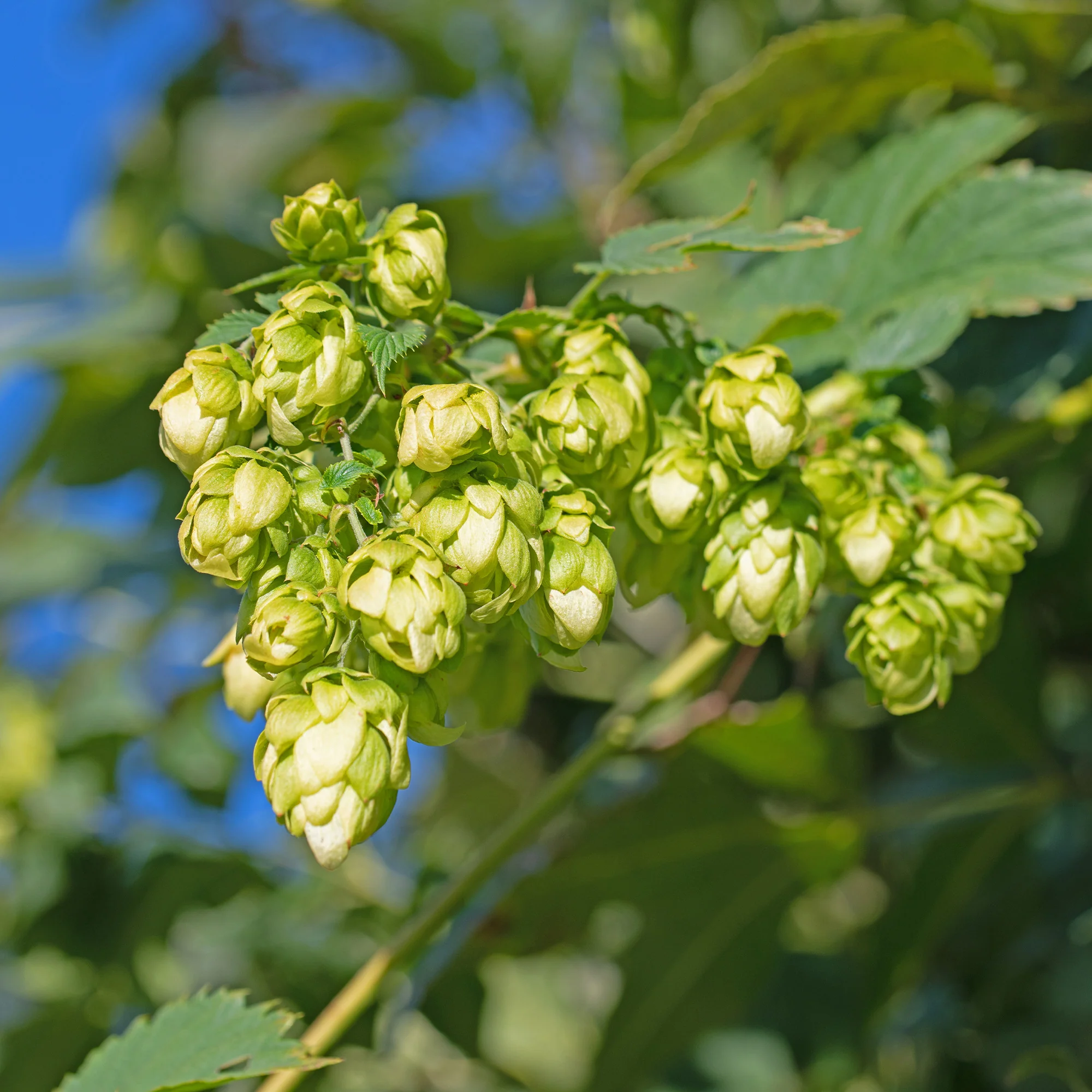 HUMULUS lupulus Prima Donna ® - Image 2