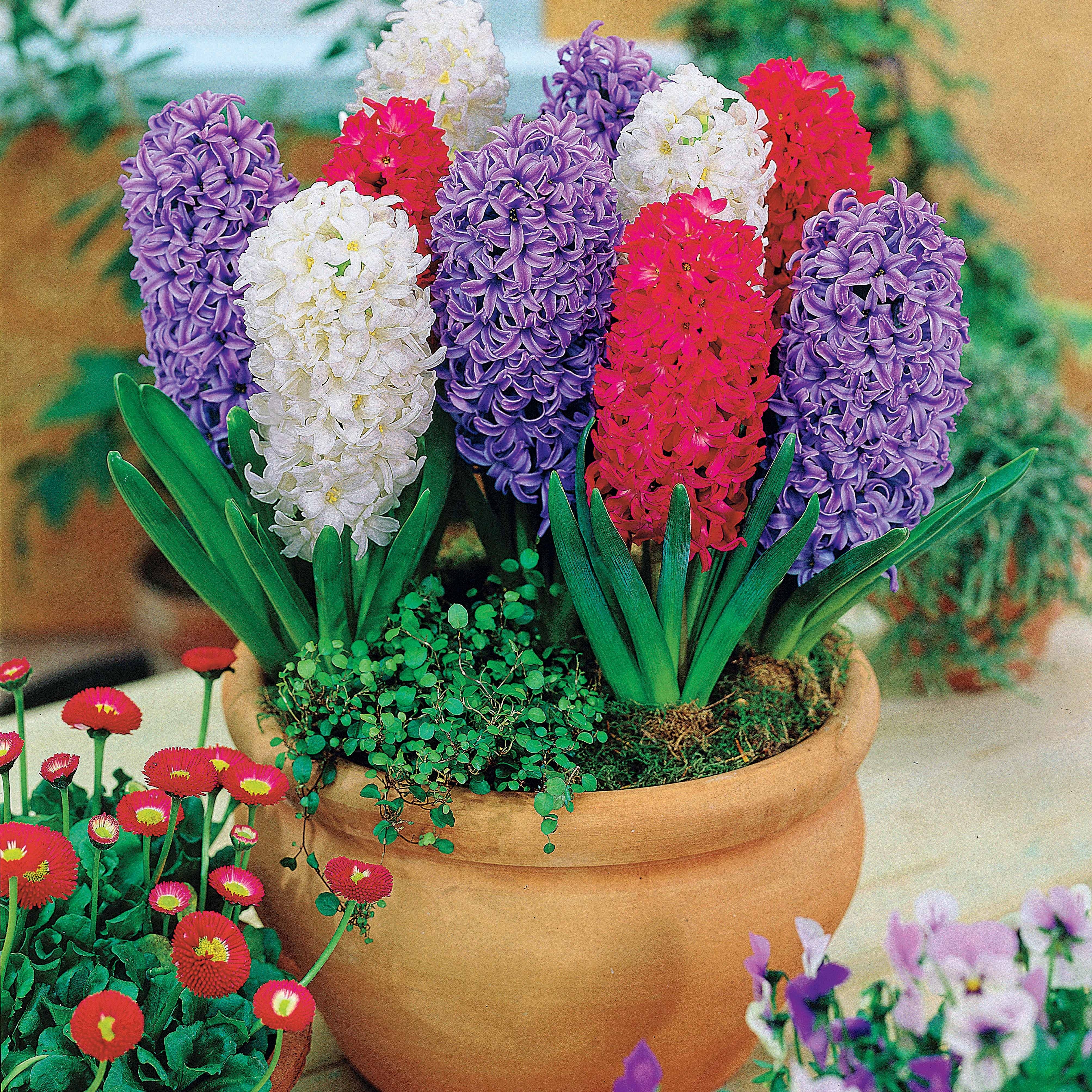 Hyacinthen Collectie: 'Ostara' + 'Jan Bos' + 'Carnegie' (x9)
