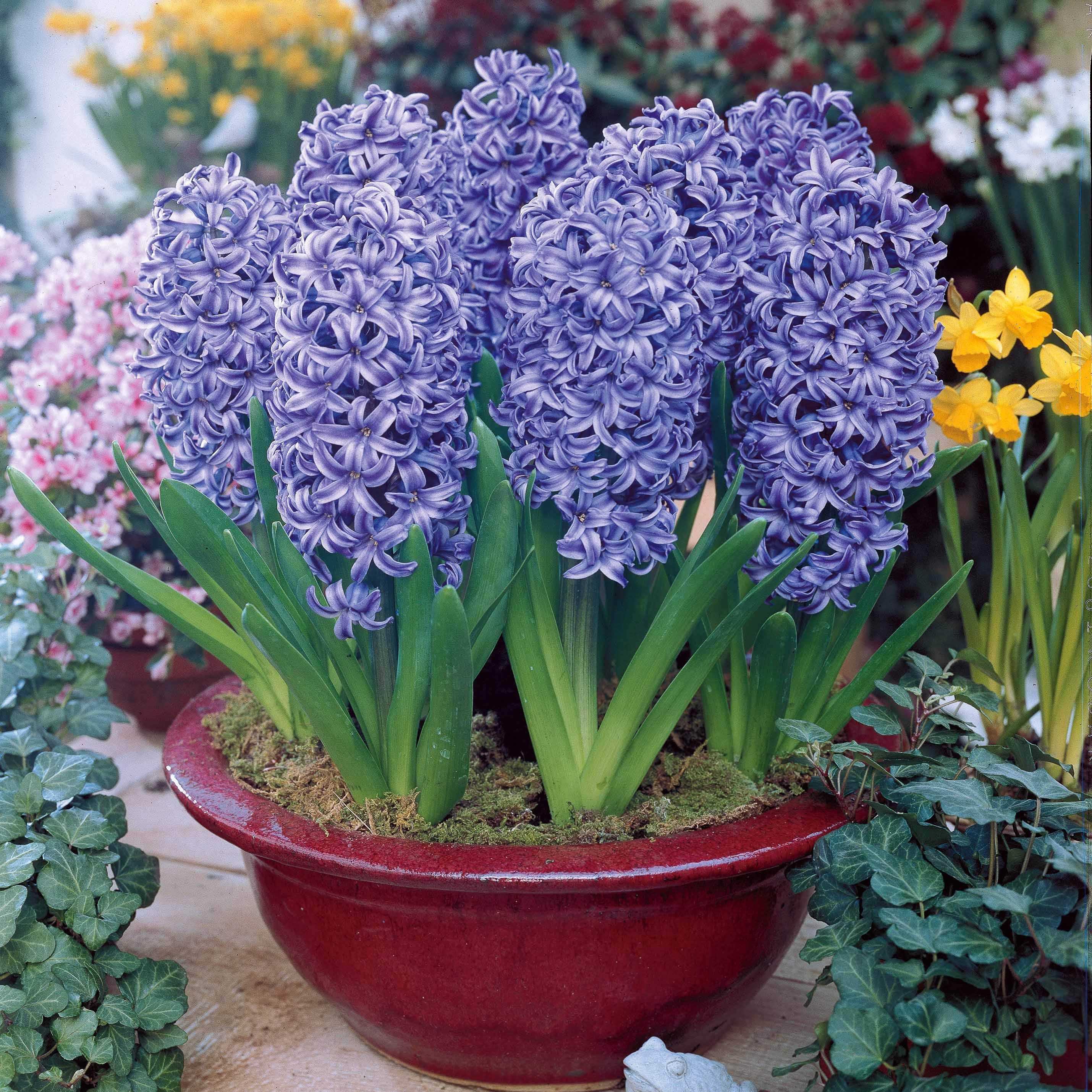 Hyacinthen Collectie: 'Ostara' + 'Jan Bos' + 'Carnegie' (x9) - Image 4