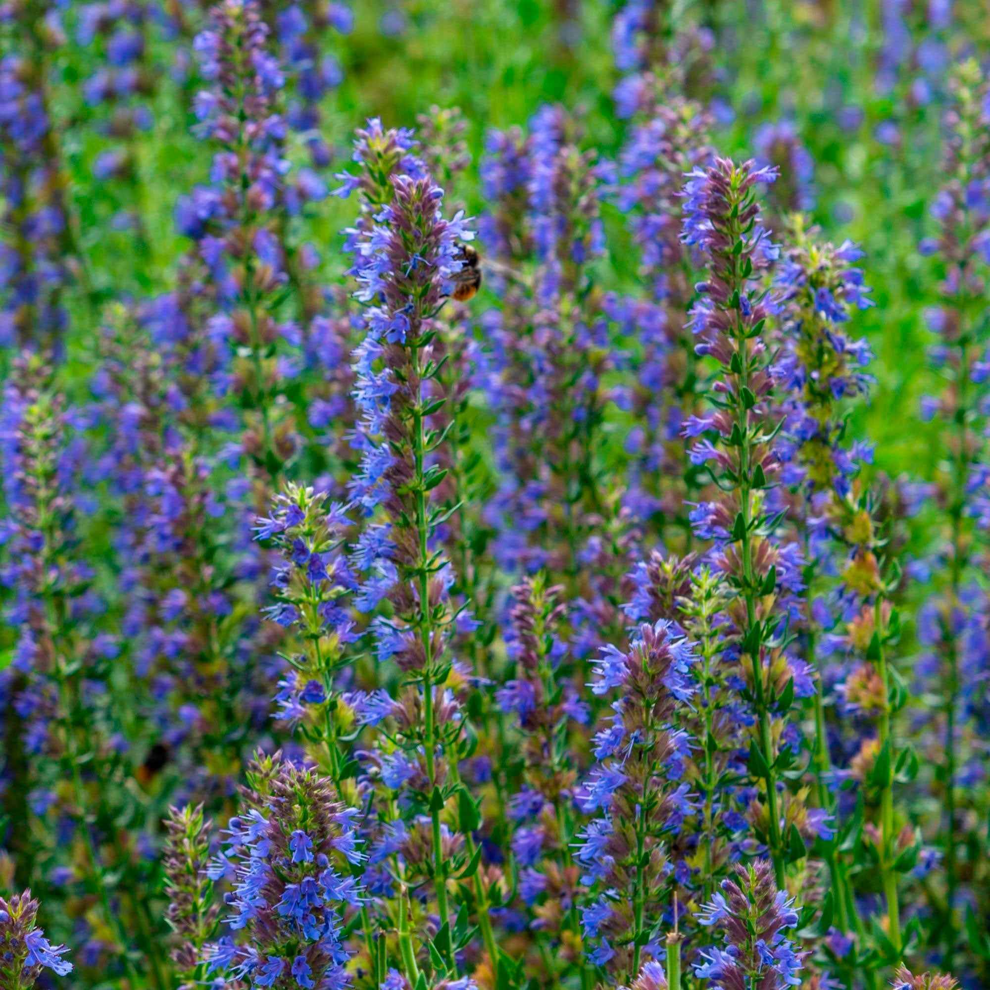 Hyssop