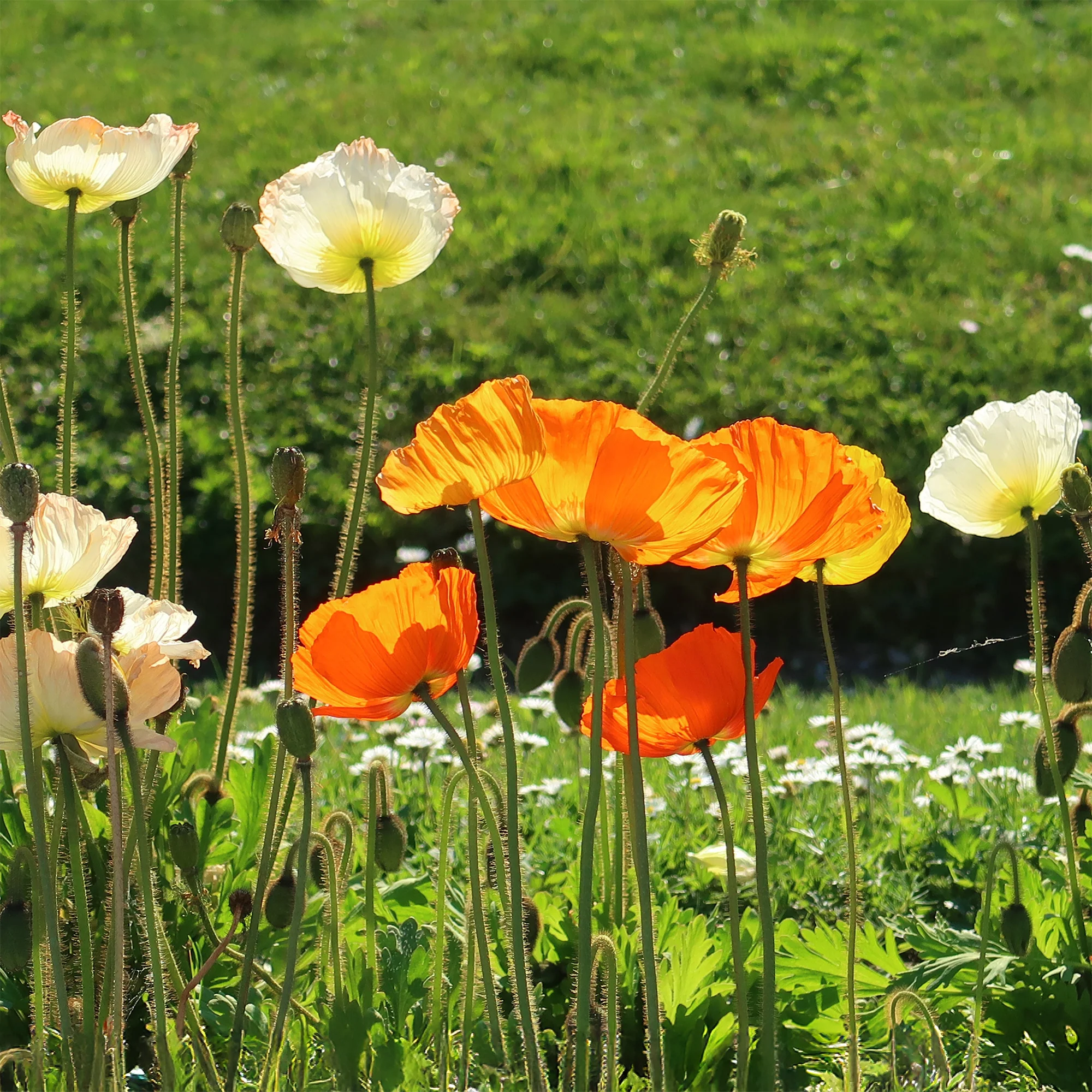 Ijslandse papaver Gartenzwerg - Image 2