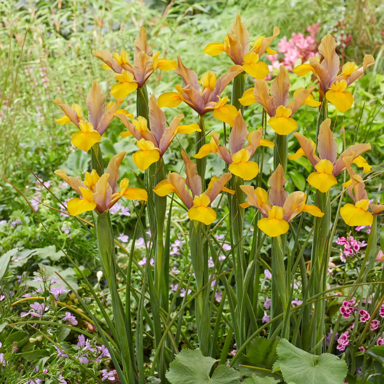 Miniatuur 1