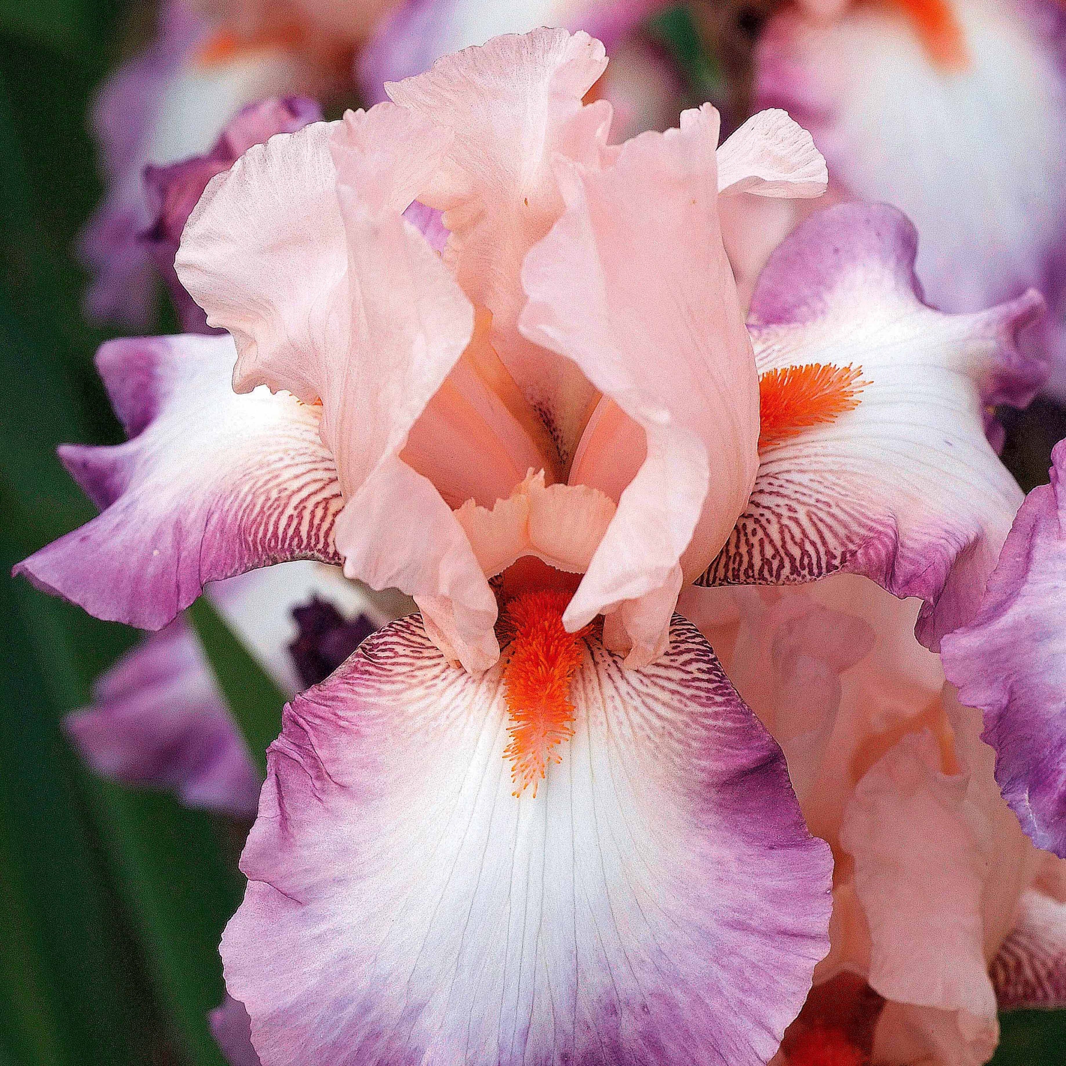 Iris 'Poésie' (x2)