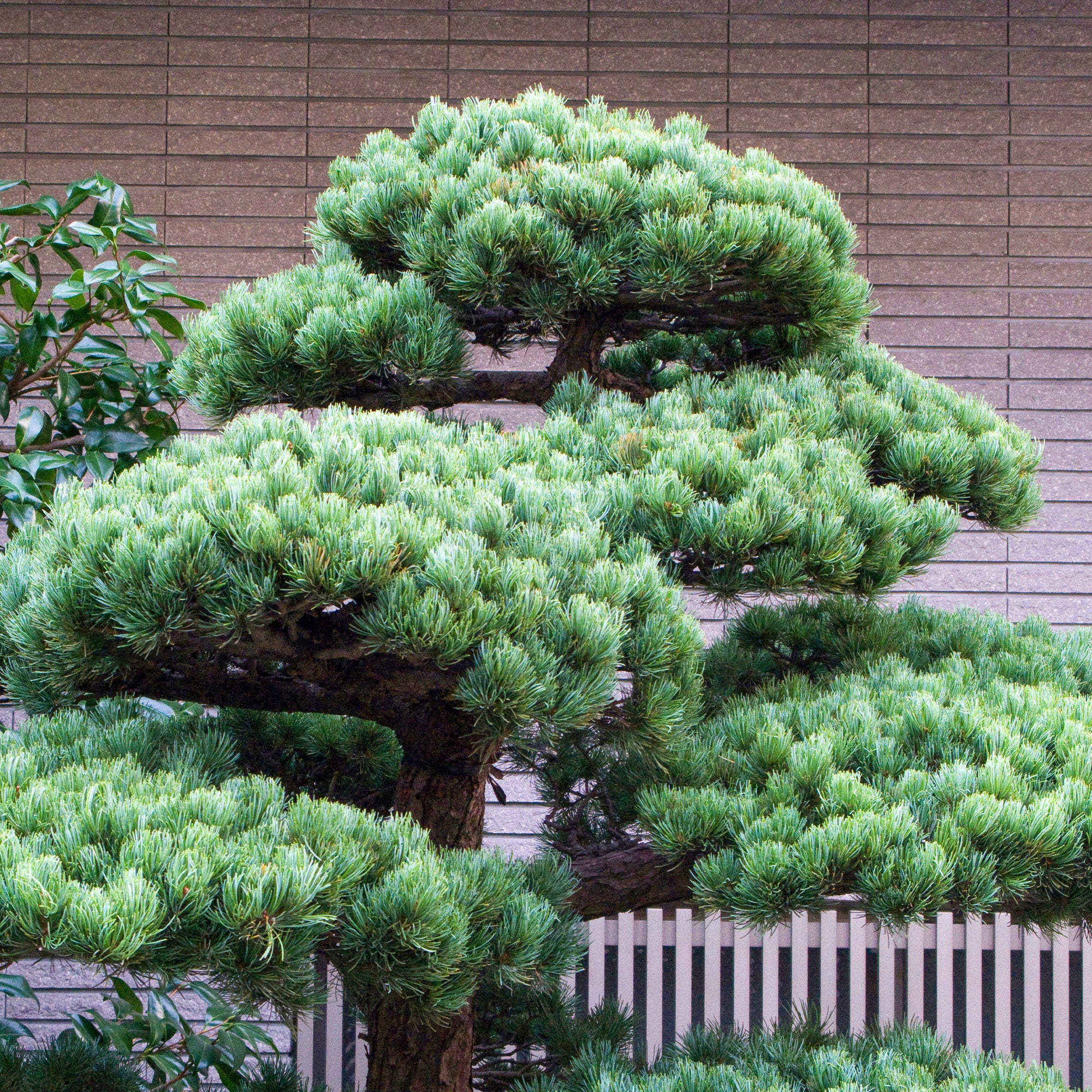 Japanese witte den - Image 4
