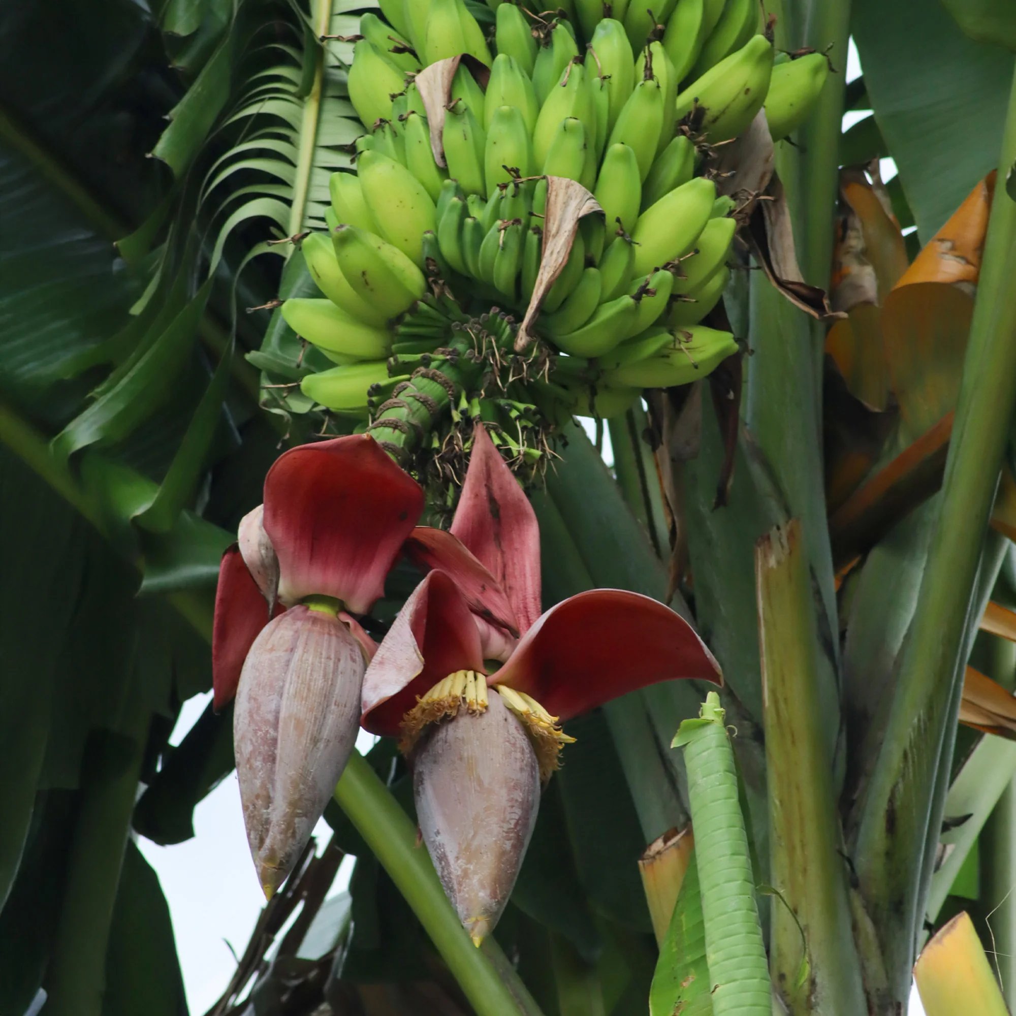Japanse Bananenplant Ever Red - Image 4