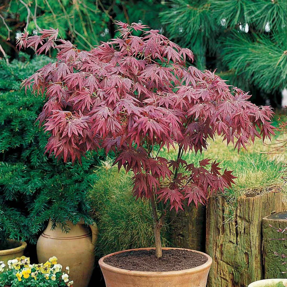 Japanse esdoorn 'Atropurpureum' - Image 4