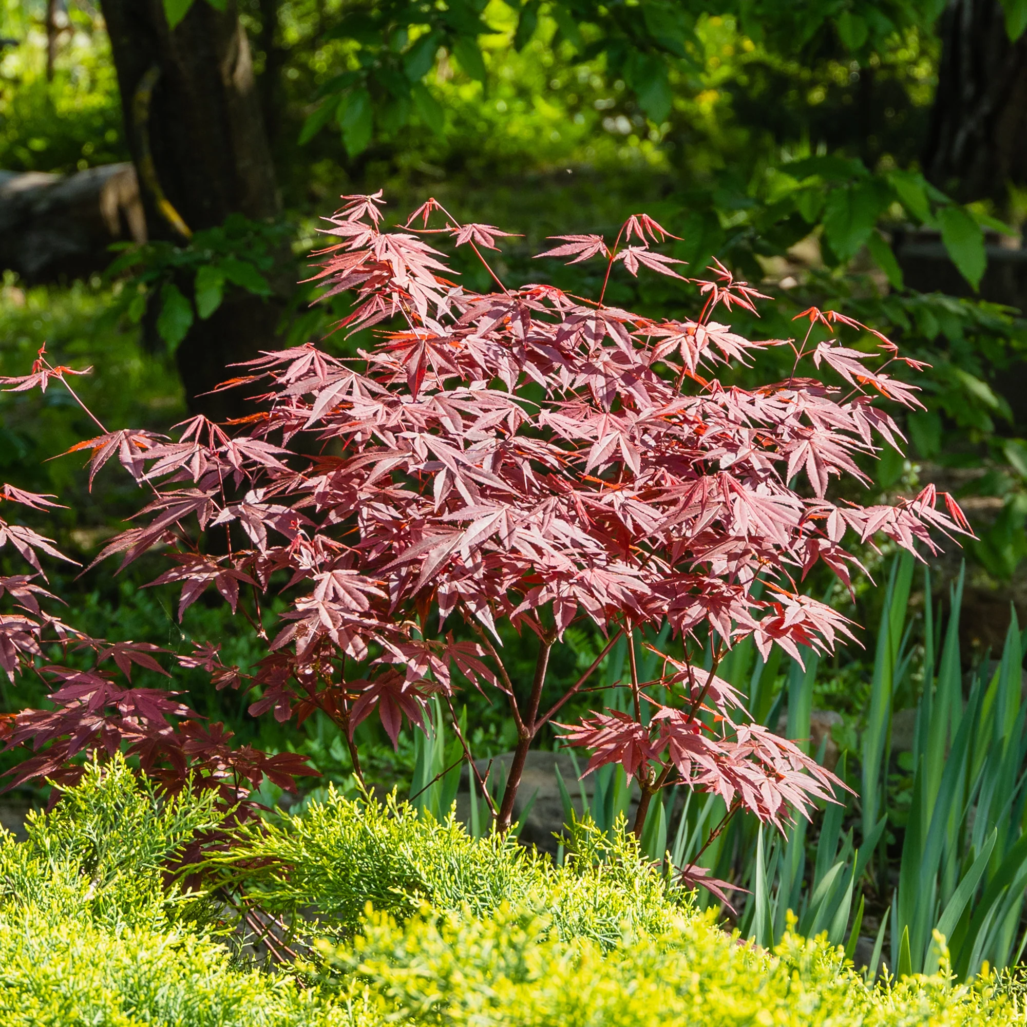 Japanse esdoorn 'Atropurpureum' - Image 5