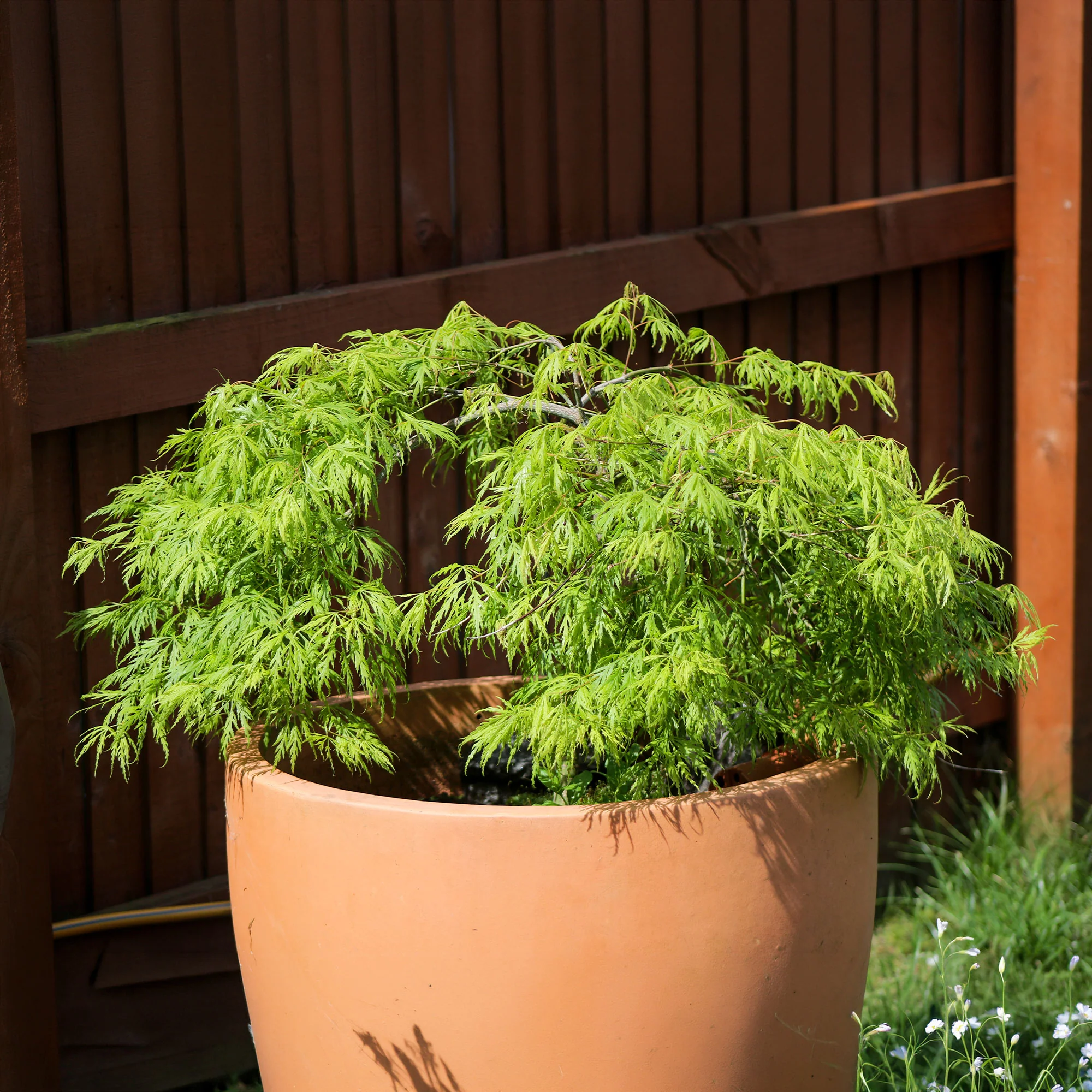 Japanse esdoorn 'Emerald Lace'