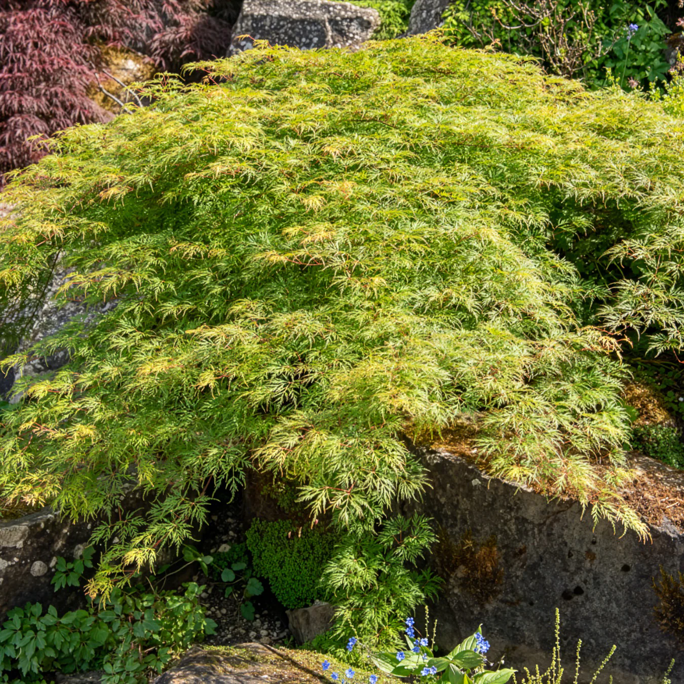 Japanse esdoorn 'Emerald Lace' - Image 3