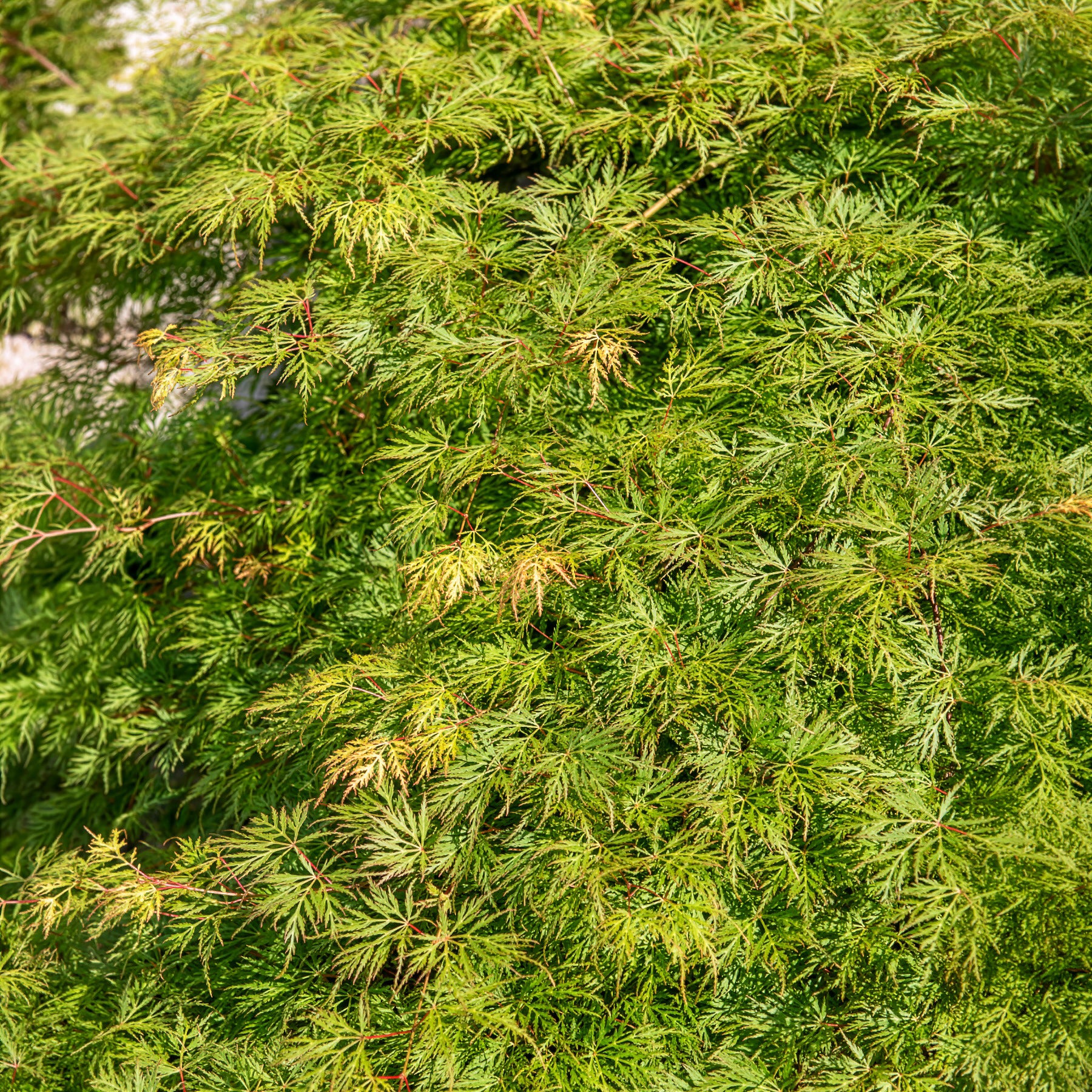 Japanse esdoorn 'Emerald Lace' - Image 6