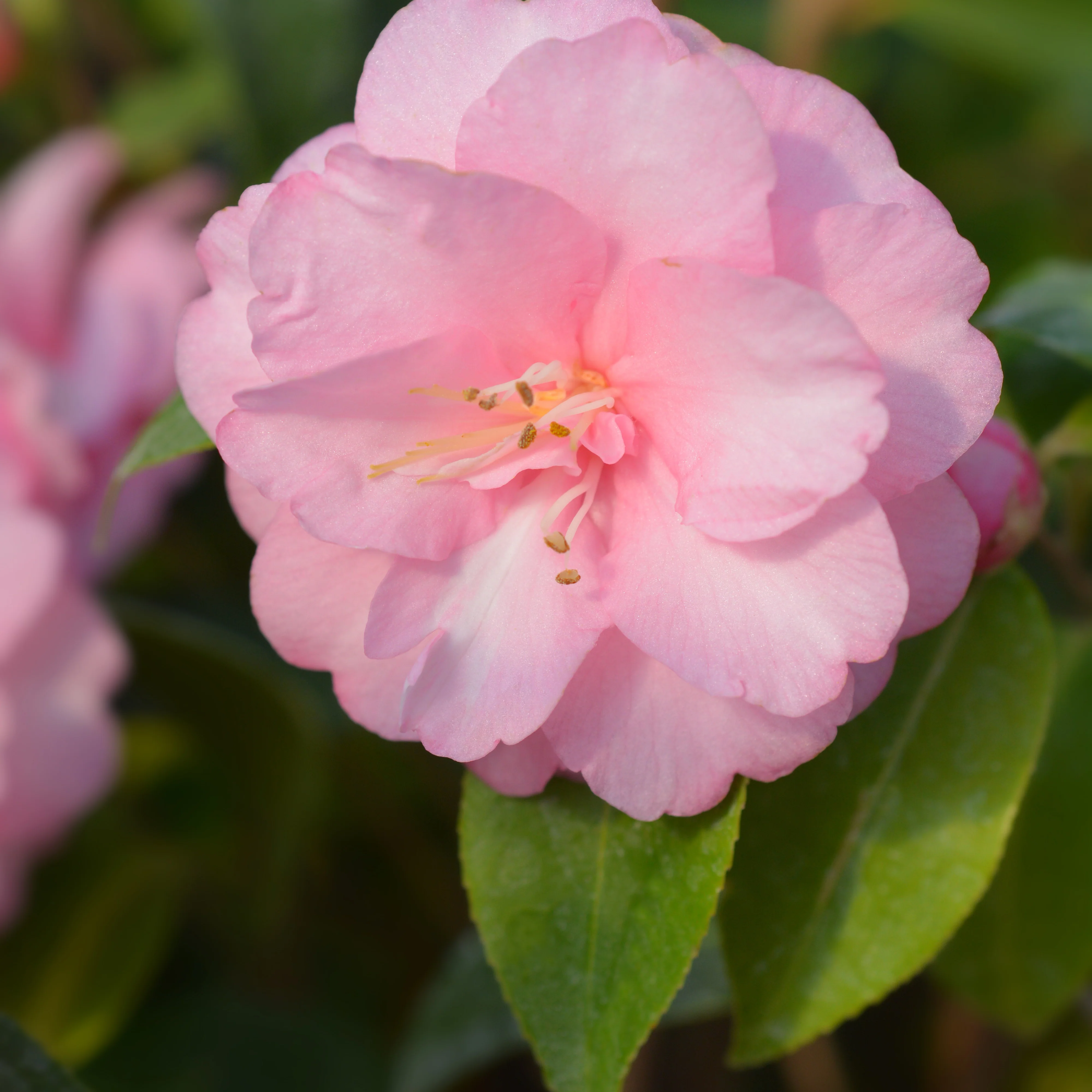 Japanse roos 'Spring Festival'