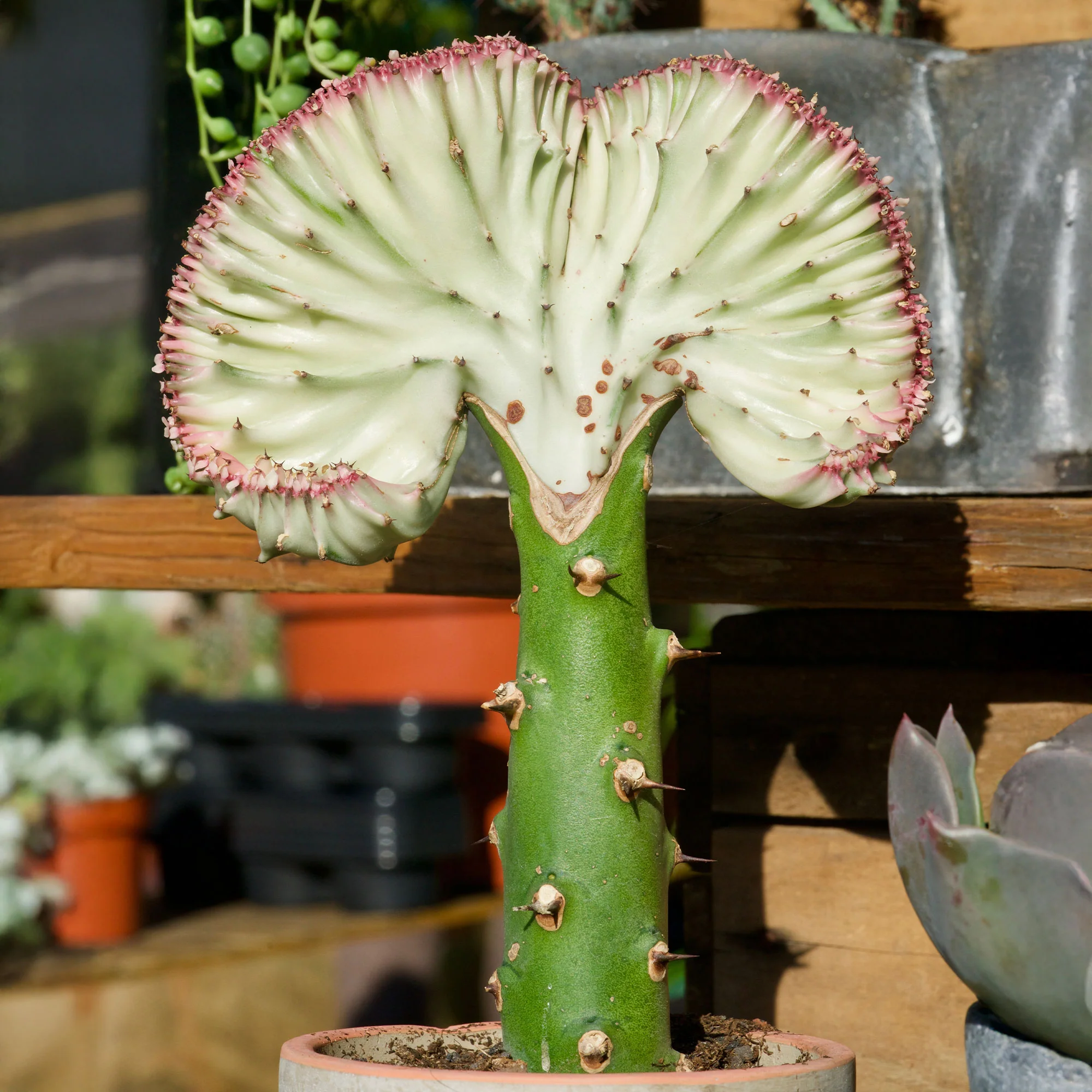 Kandelaarsplant 'Cristata' - Image 3