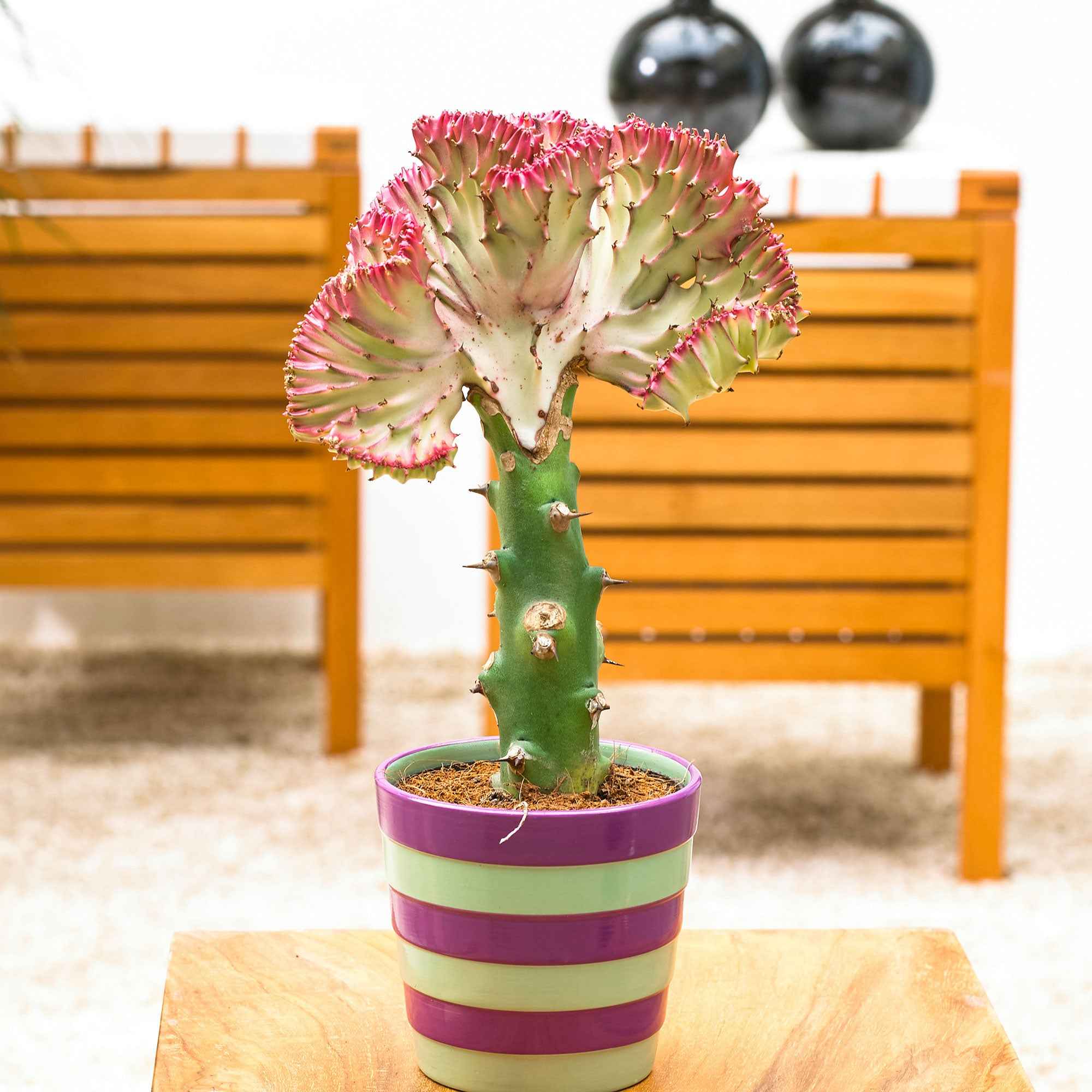 Kandelaarsplant 'Cristata' - Image 4