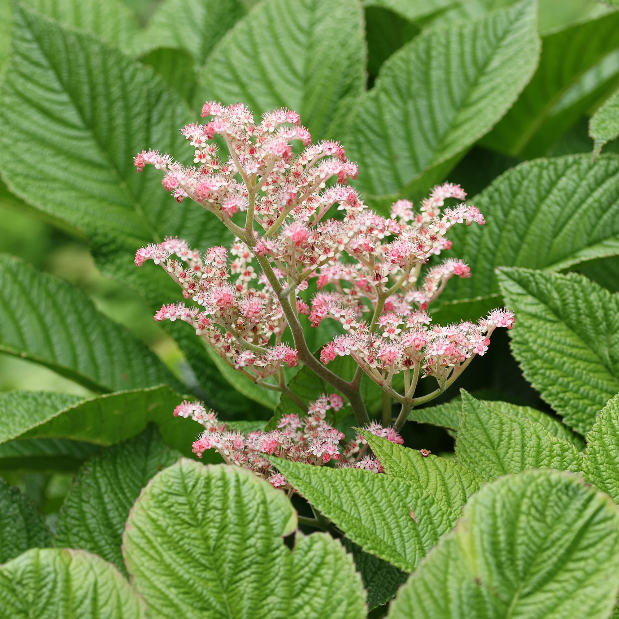 Kastanjebladige astilbe - Image 3