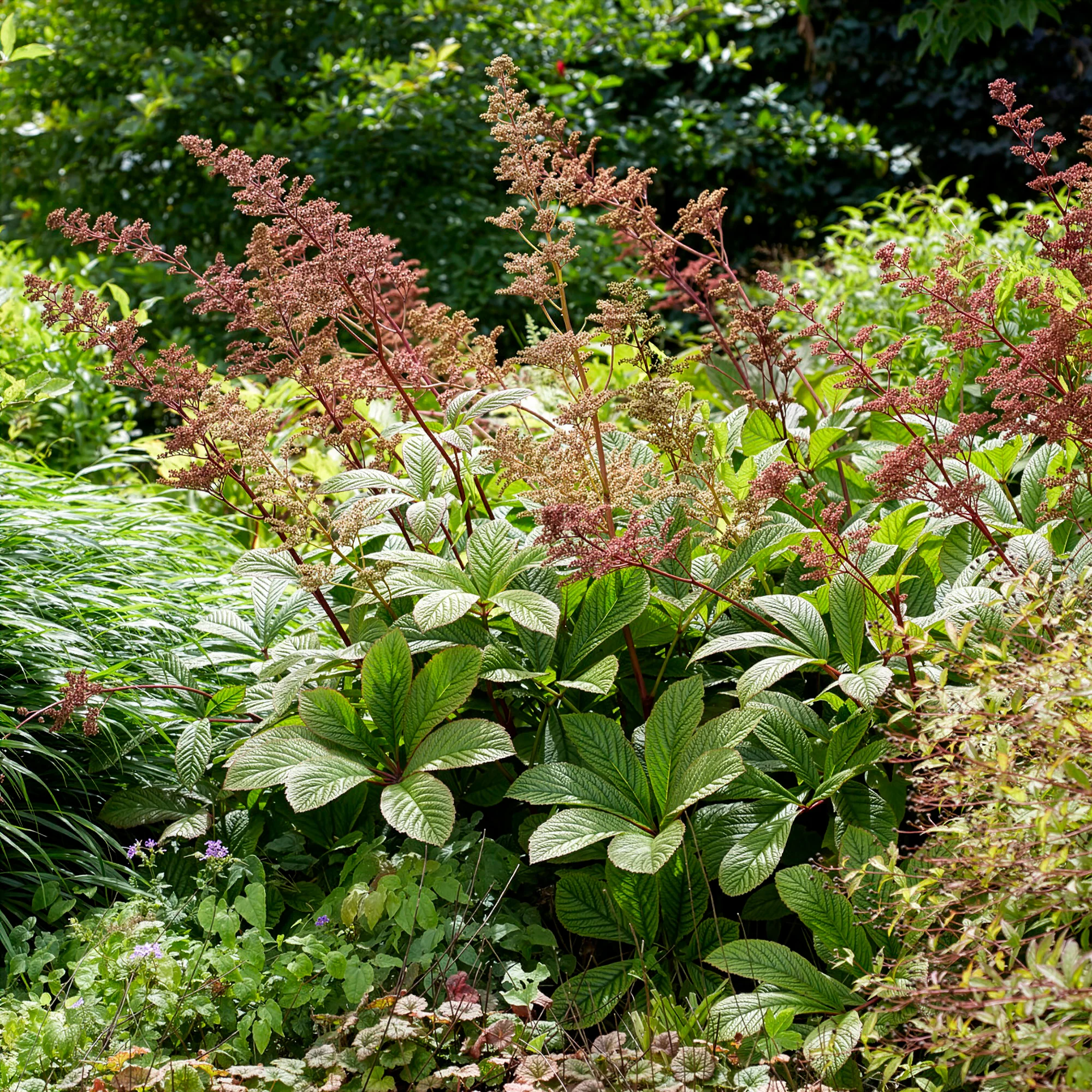Kastanjebladige astilbe henrici
