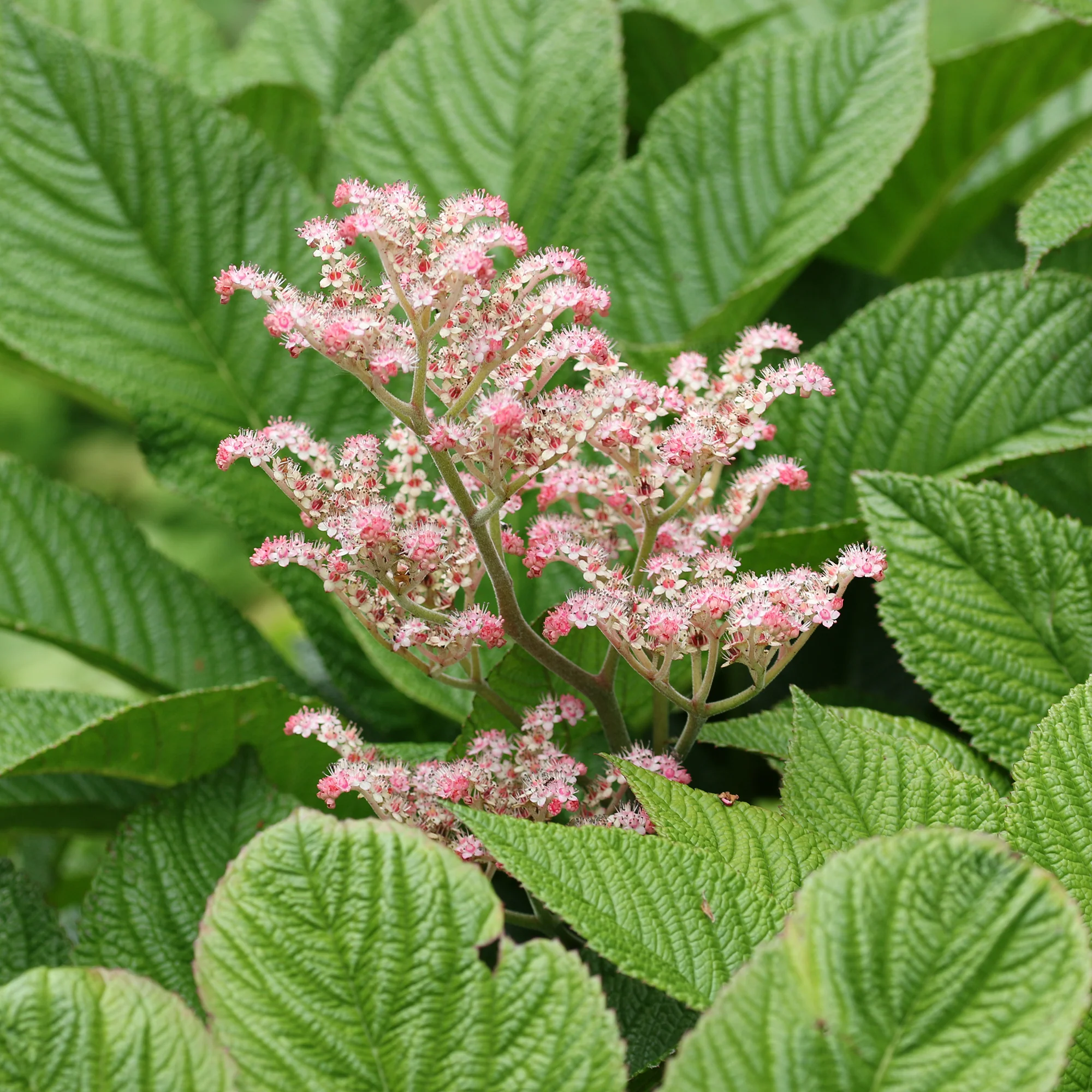 Kastanjebladige astilbe henrici - Image 2