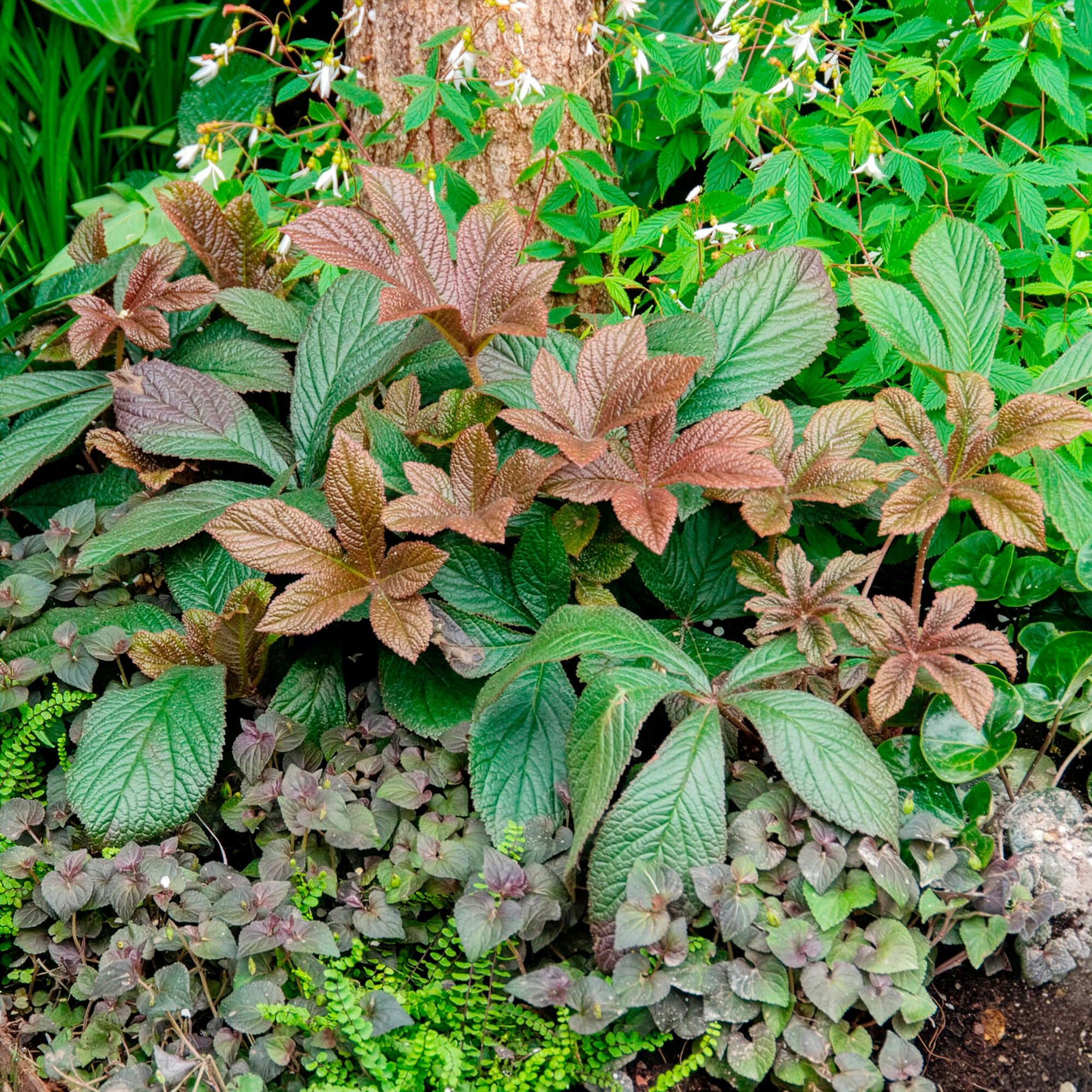 Kastanjebladige astilbe henrici - Image 3