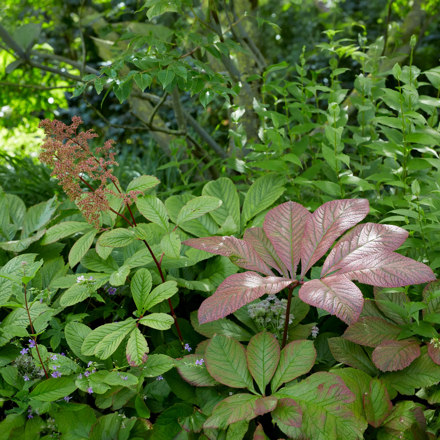 Kastanjebladige astilbe henrici - Image 4