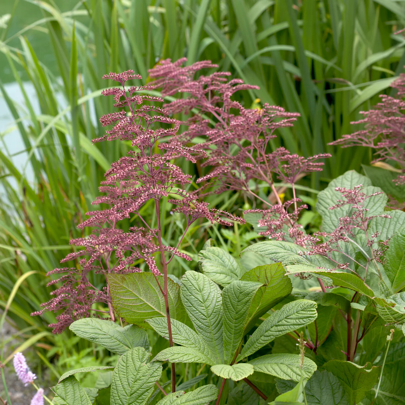 Kastanjebladige astilbe henrici - Image 5