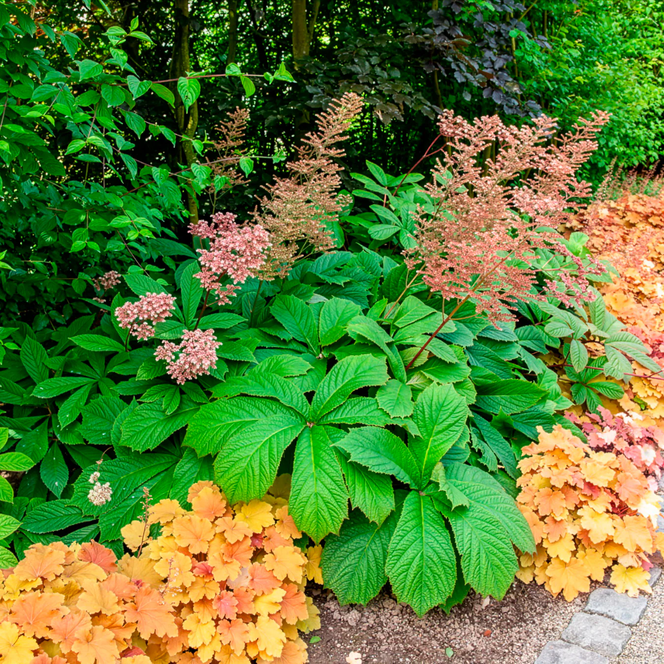 Kastanjebladige astilbe henrici - Image 6