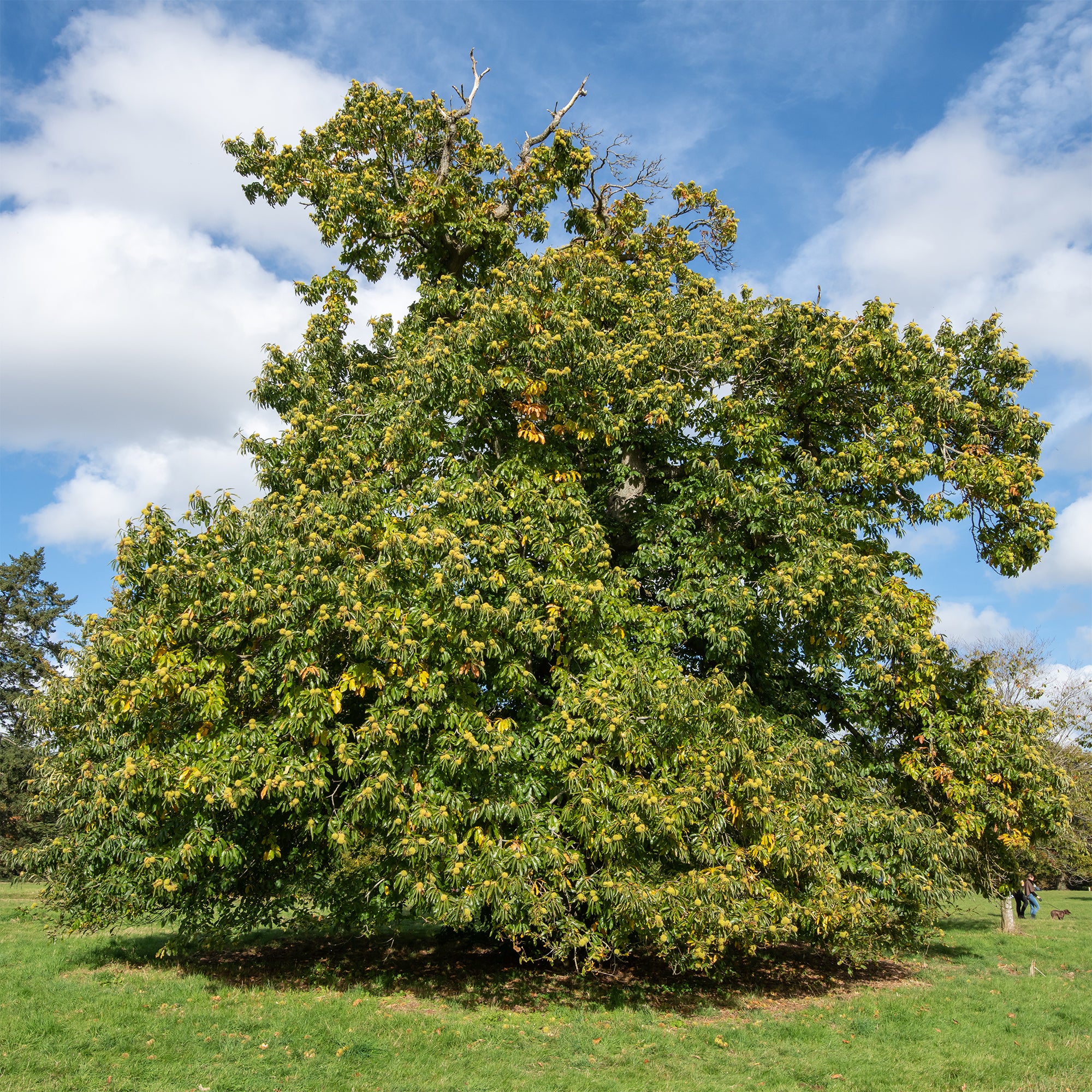 Kastanjeboom Marsol - Image 2