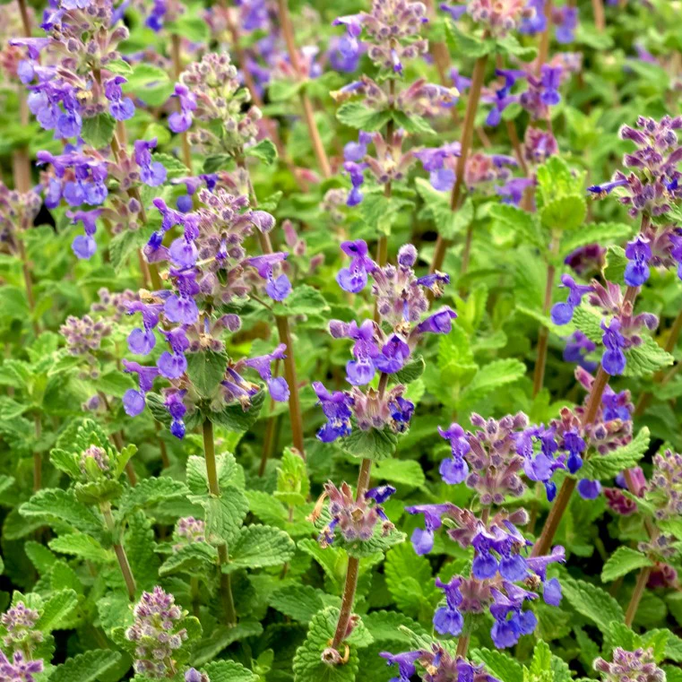 Kattekruid - Image 2