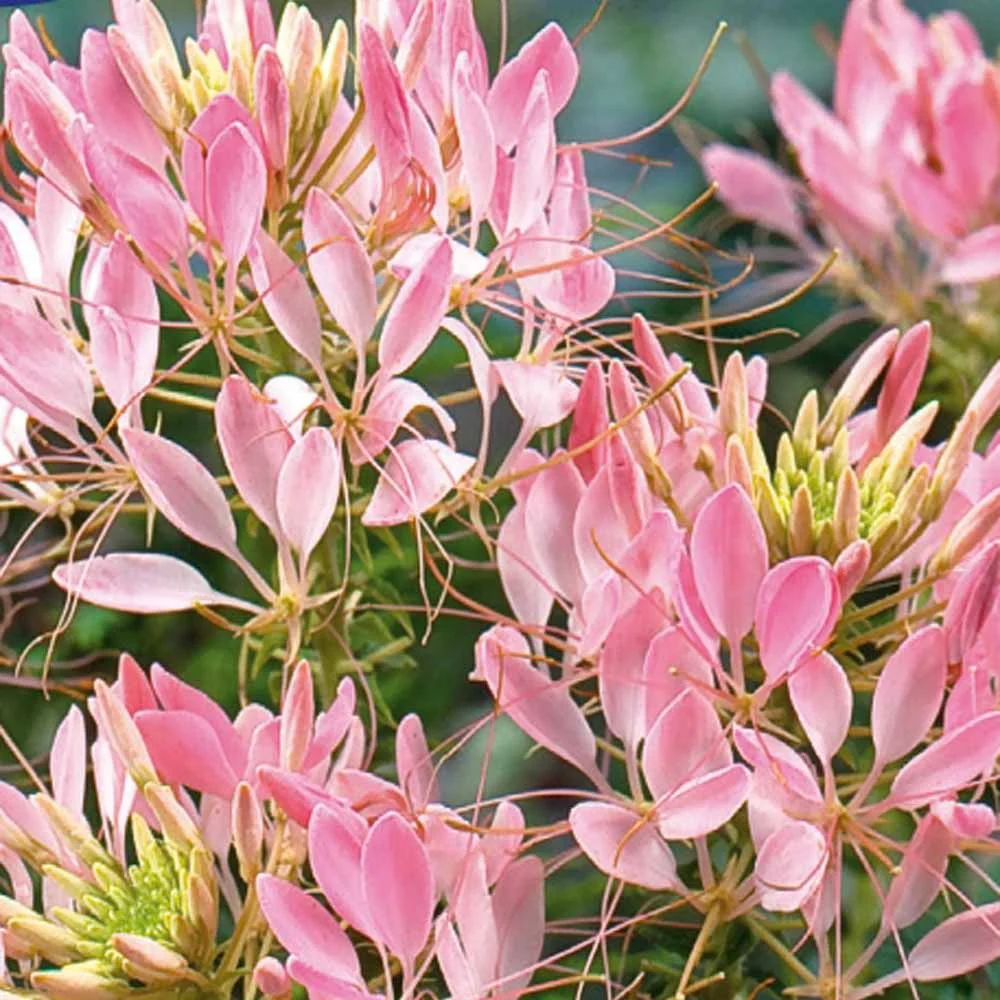 Kattensnor Cleome Rose Beauty
