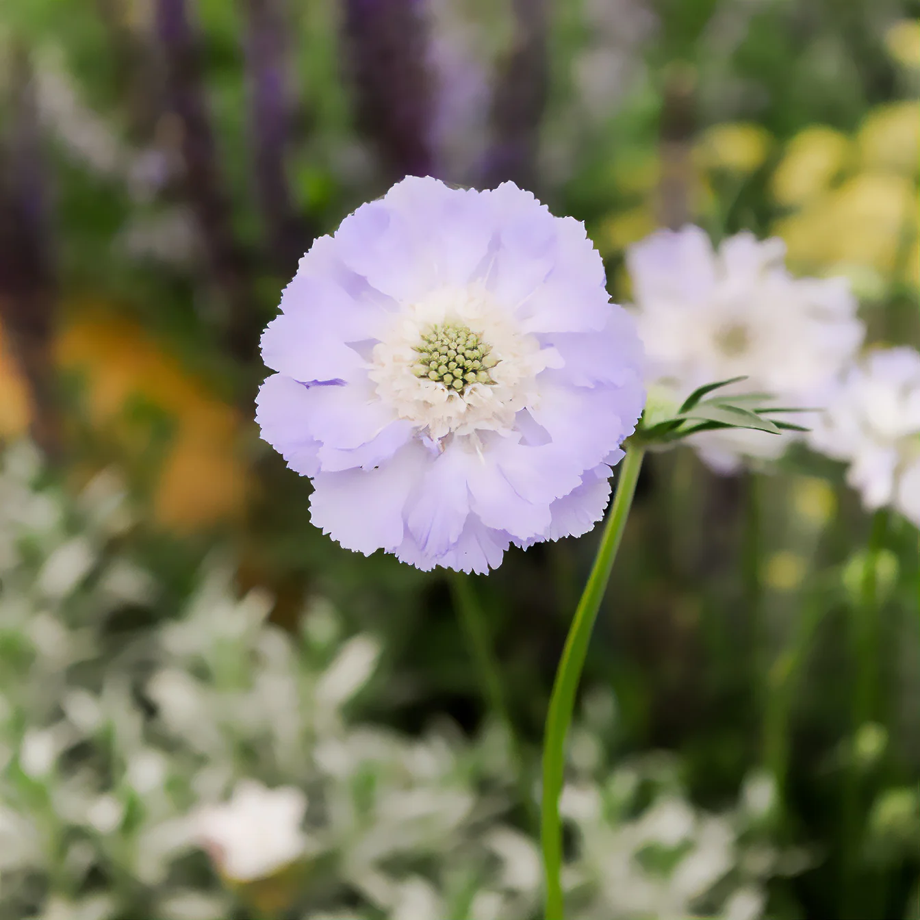 Kaukasische Scabiosa Perfecta