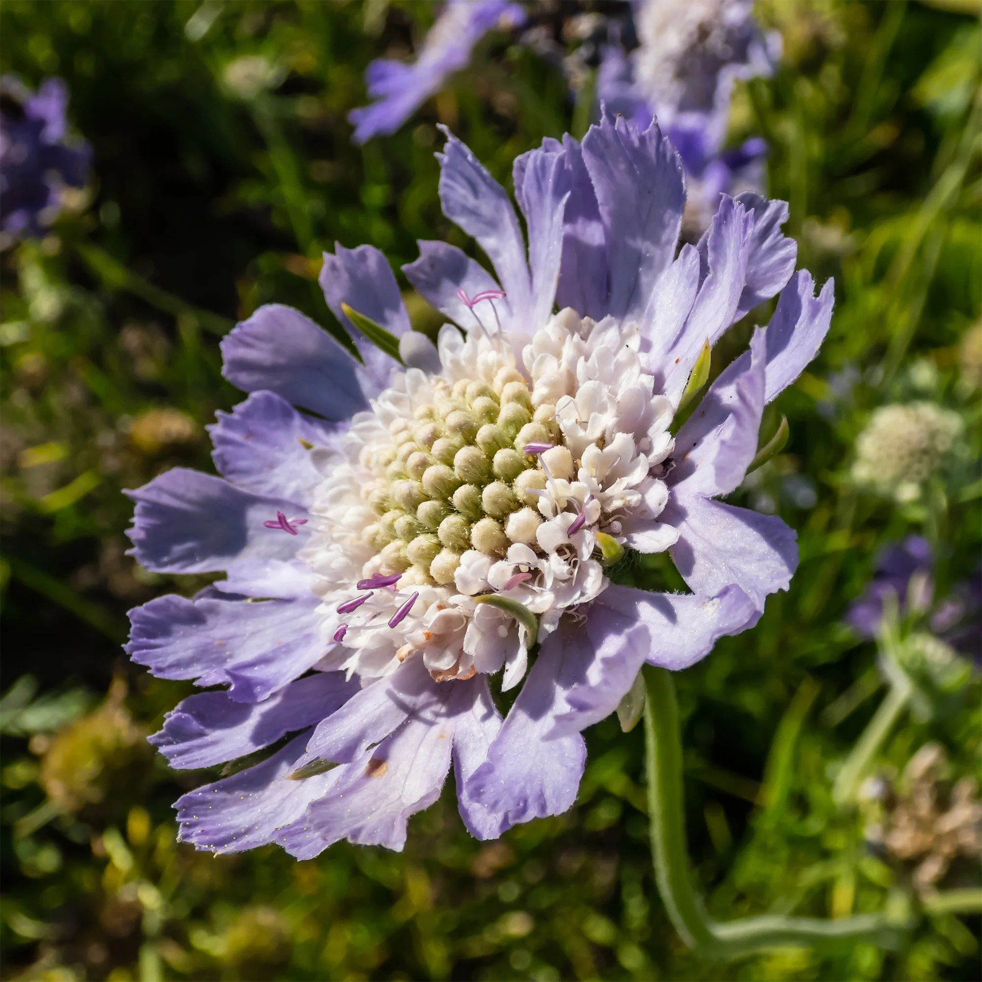 Kaukasische Scabiosa Perfecta - Image 2