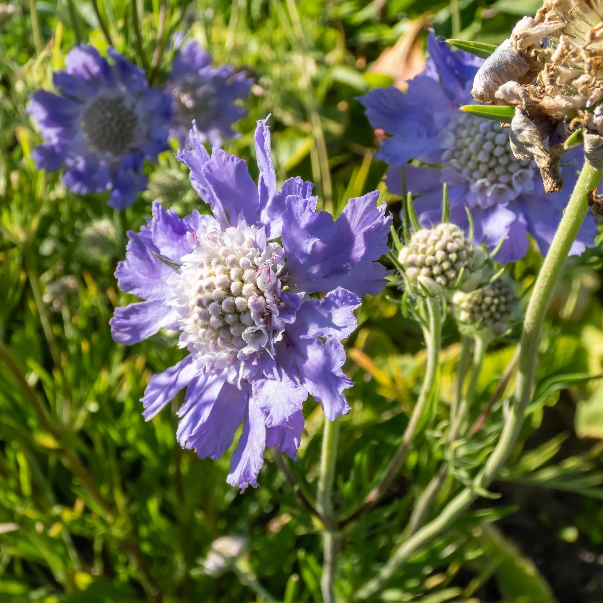 Kaukasische Scabiosa Perfecta - Image 3