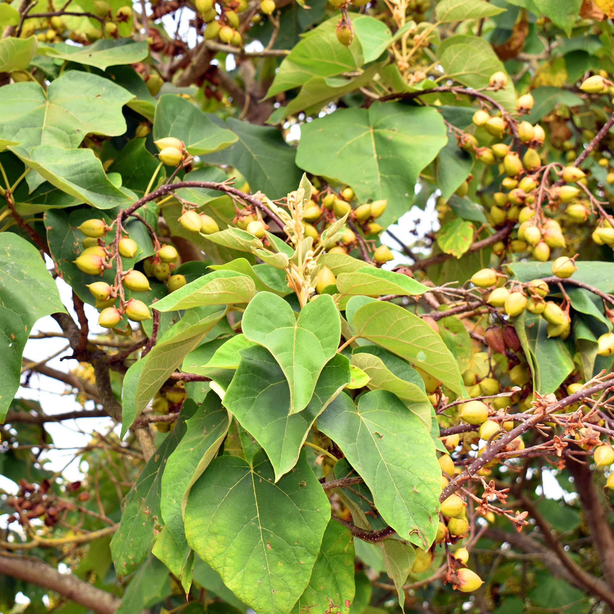 Keizerboom - Image 6