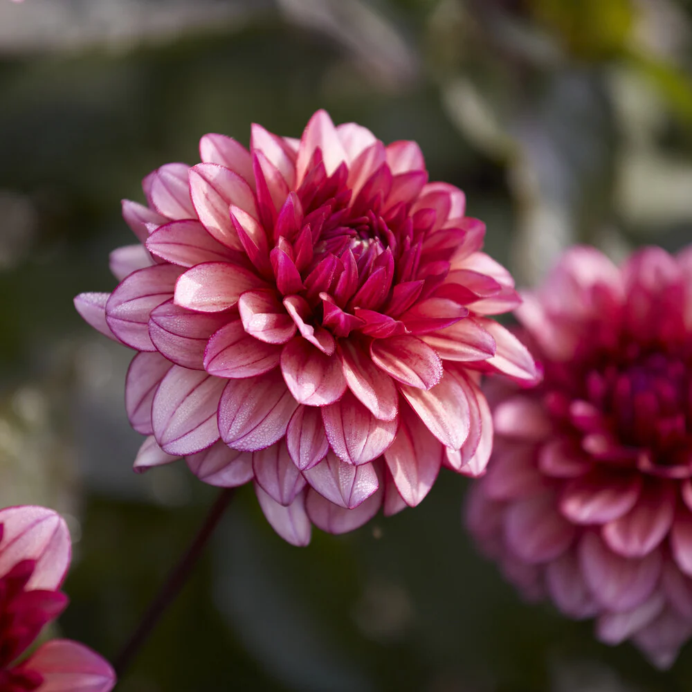Kleinbloemige dahlia 'Molly Raven' - Image 3