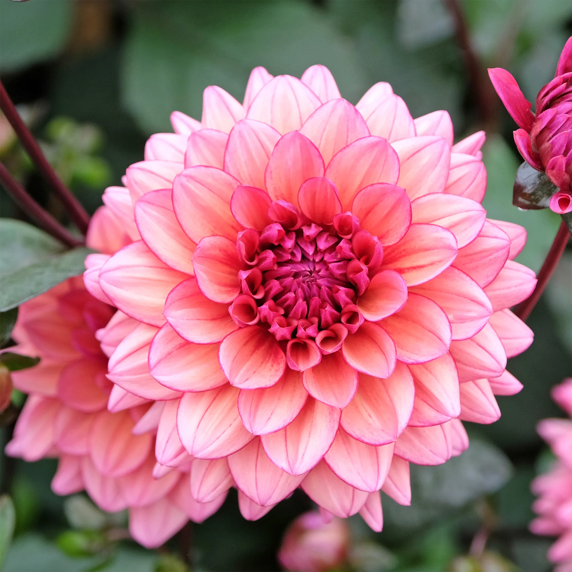 Kleinbloemige dahlia 'Molly Raven' - Image 4