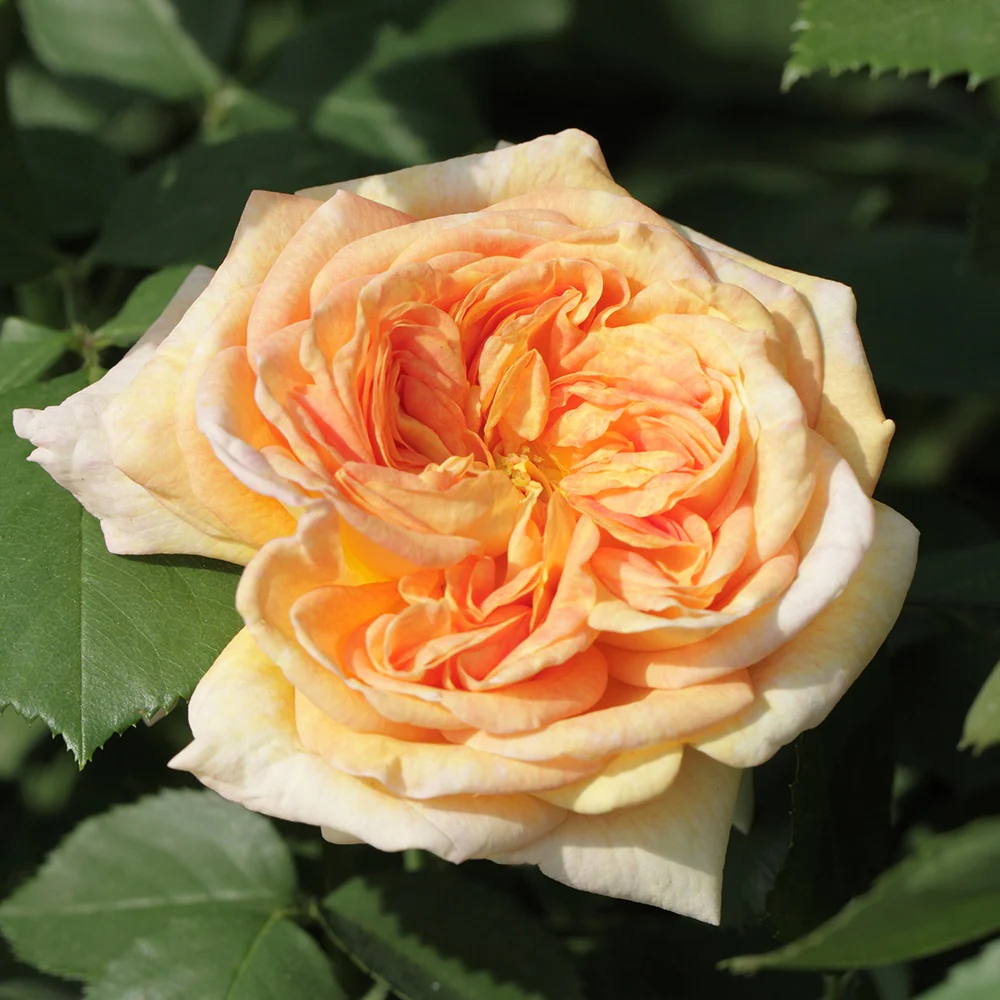 Miniatuur 1