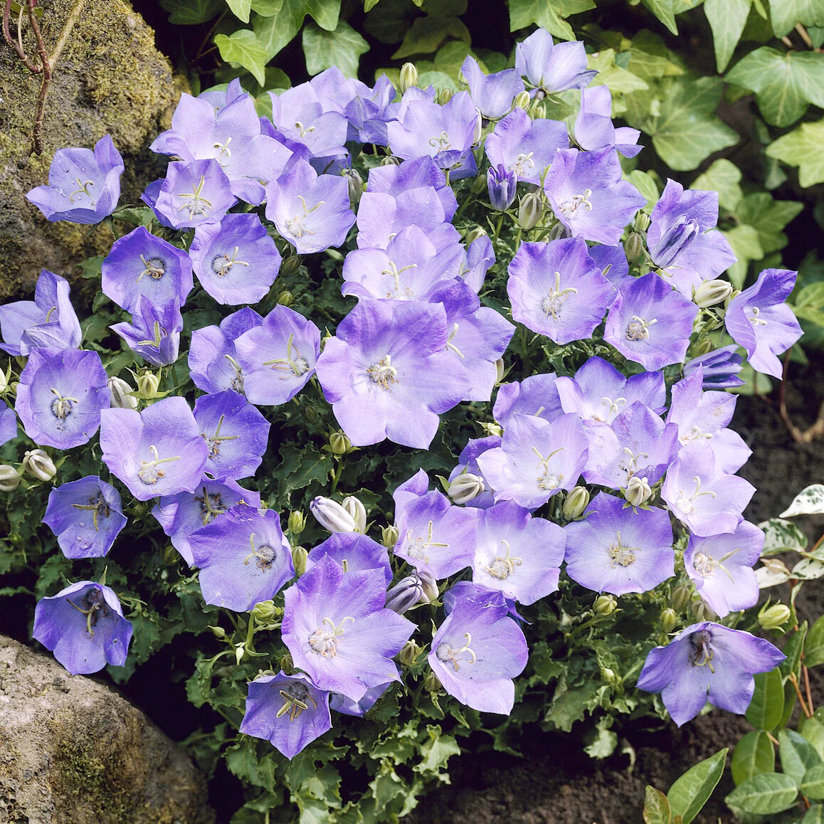 Klokjesbloem Blaue Clips