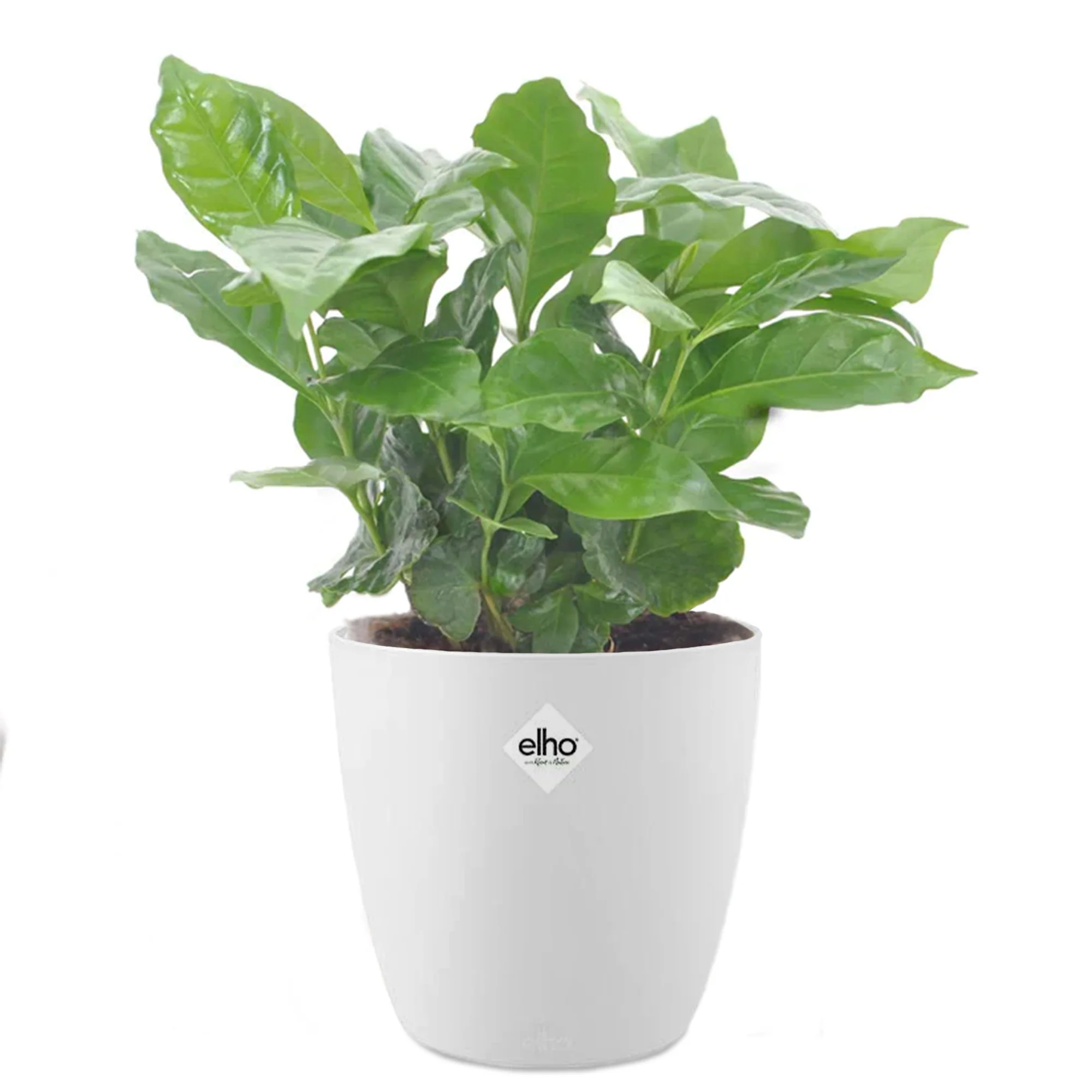 Koffieplant incl. witte sierpot