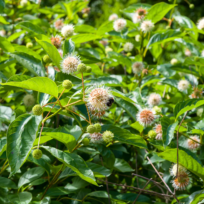 Kogelbloem - Image 4