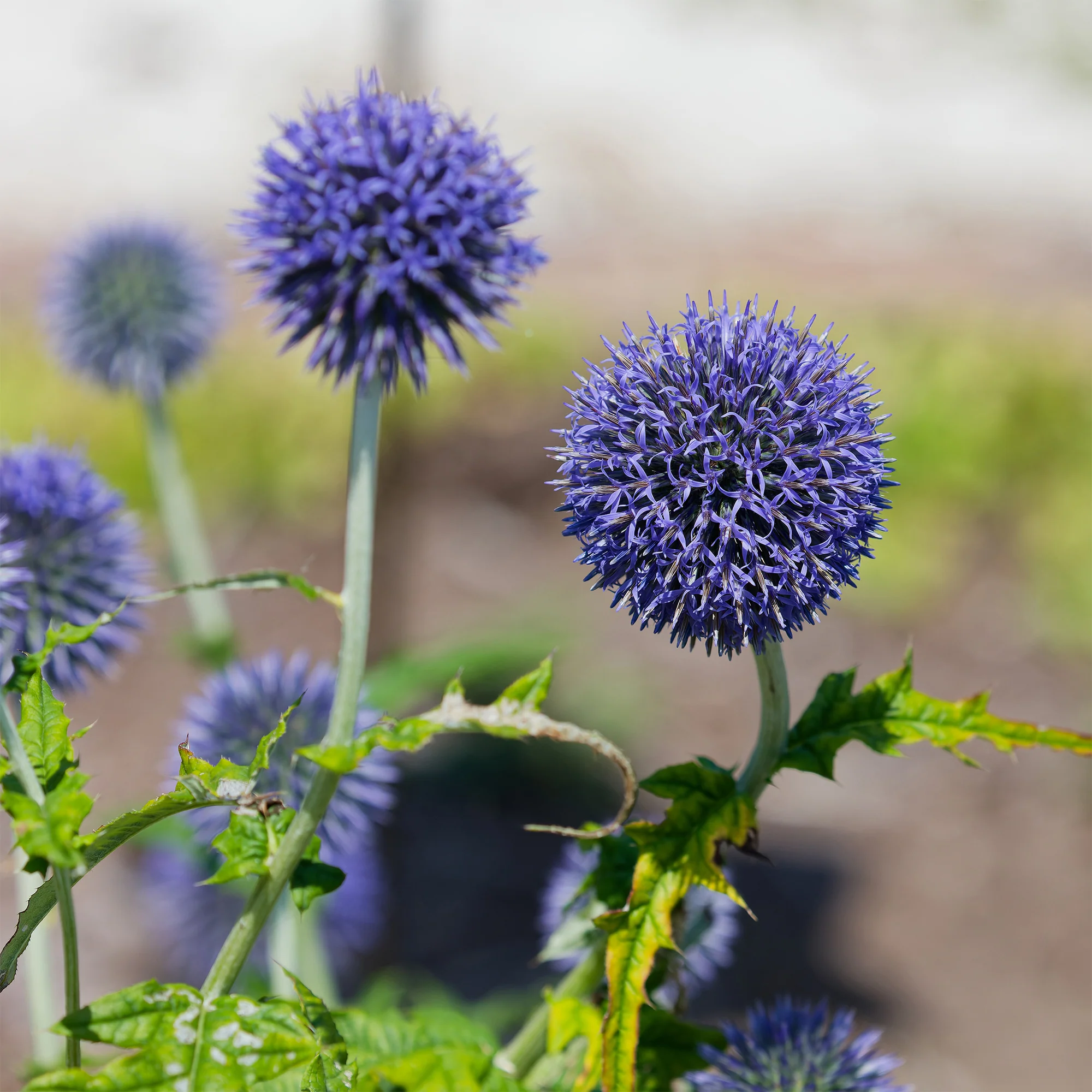Kogeldistel 'Blue Globe'