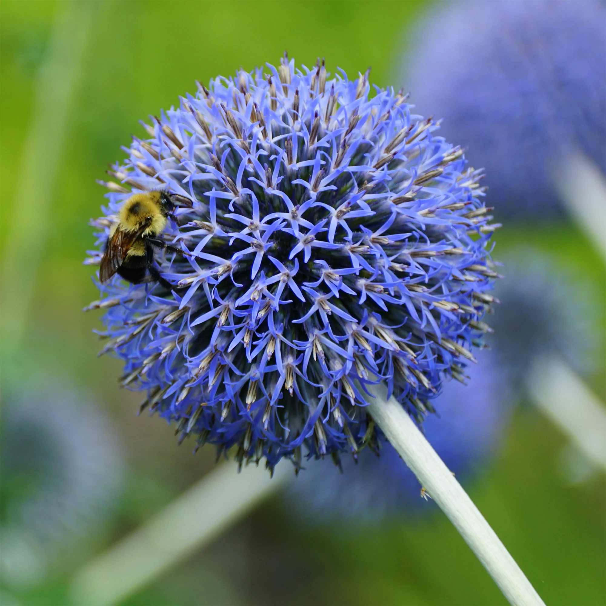 Kogeldistel 'Blue Globe' - Image 2