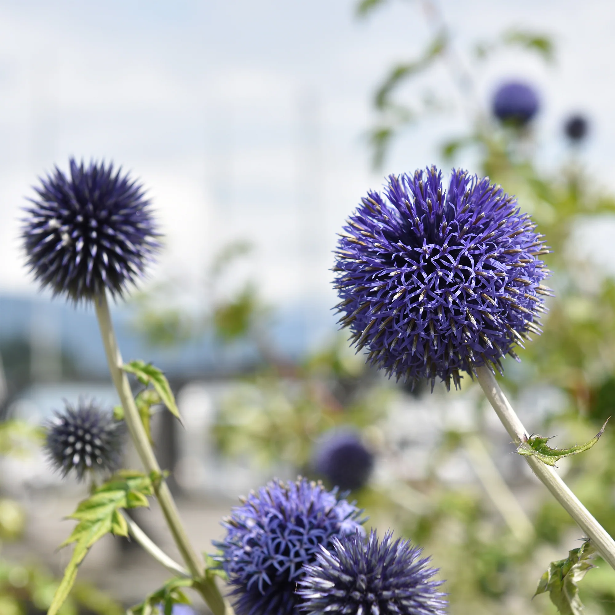 Kogeldistel 'Blue Globe' - Image 4