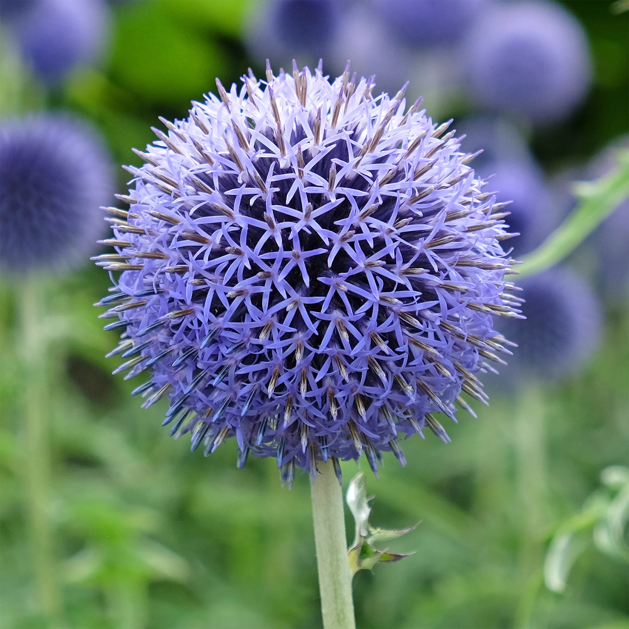 Kogeldistel 'Blue Globe' - Image 5